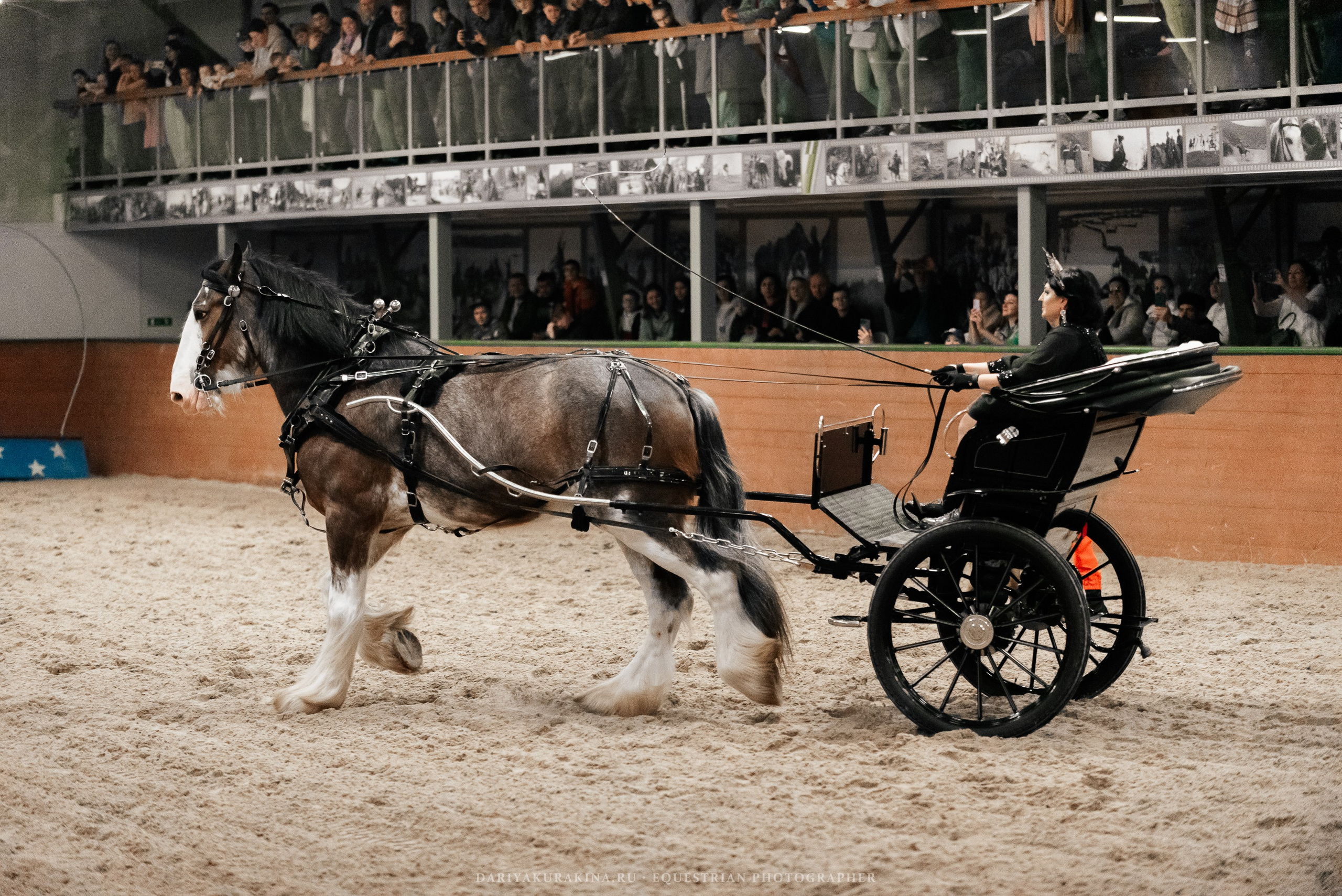 Конное представление «Дыхание Звёзд». Конный фотограф Куракина Дарья • Фотосессии с лошадьми