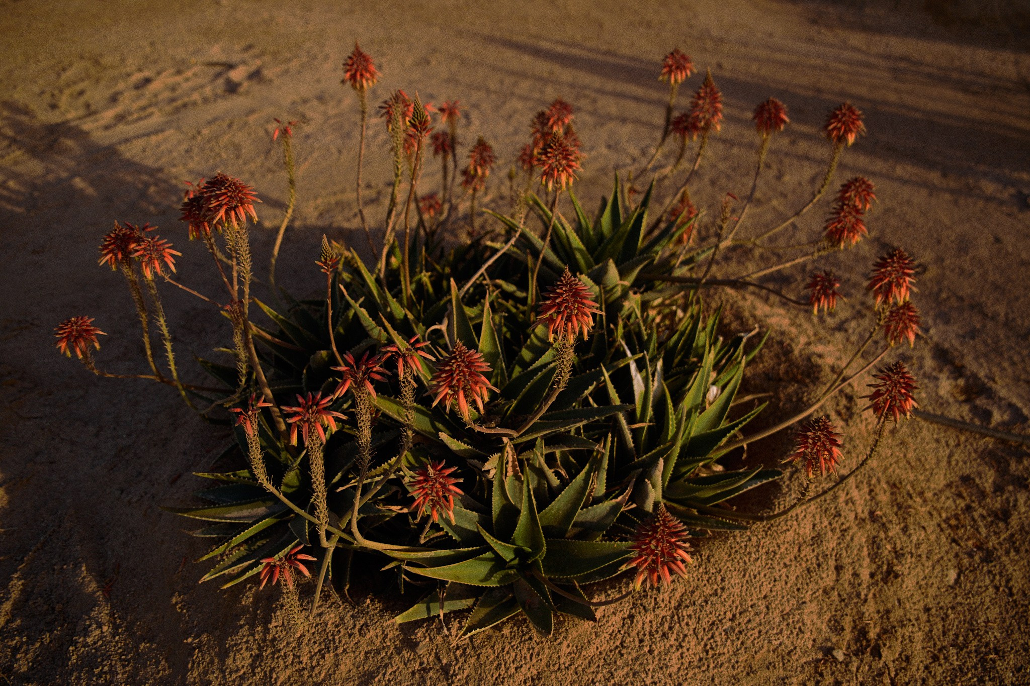 Другое. Jorgis Talè — photographer, kind person, teacher of arts and other mag