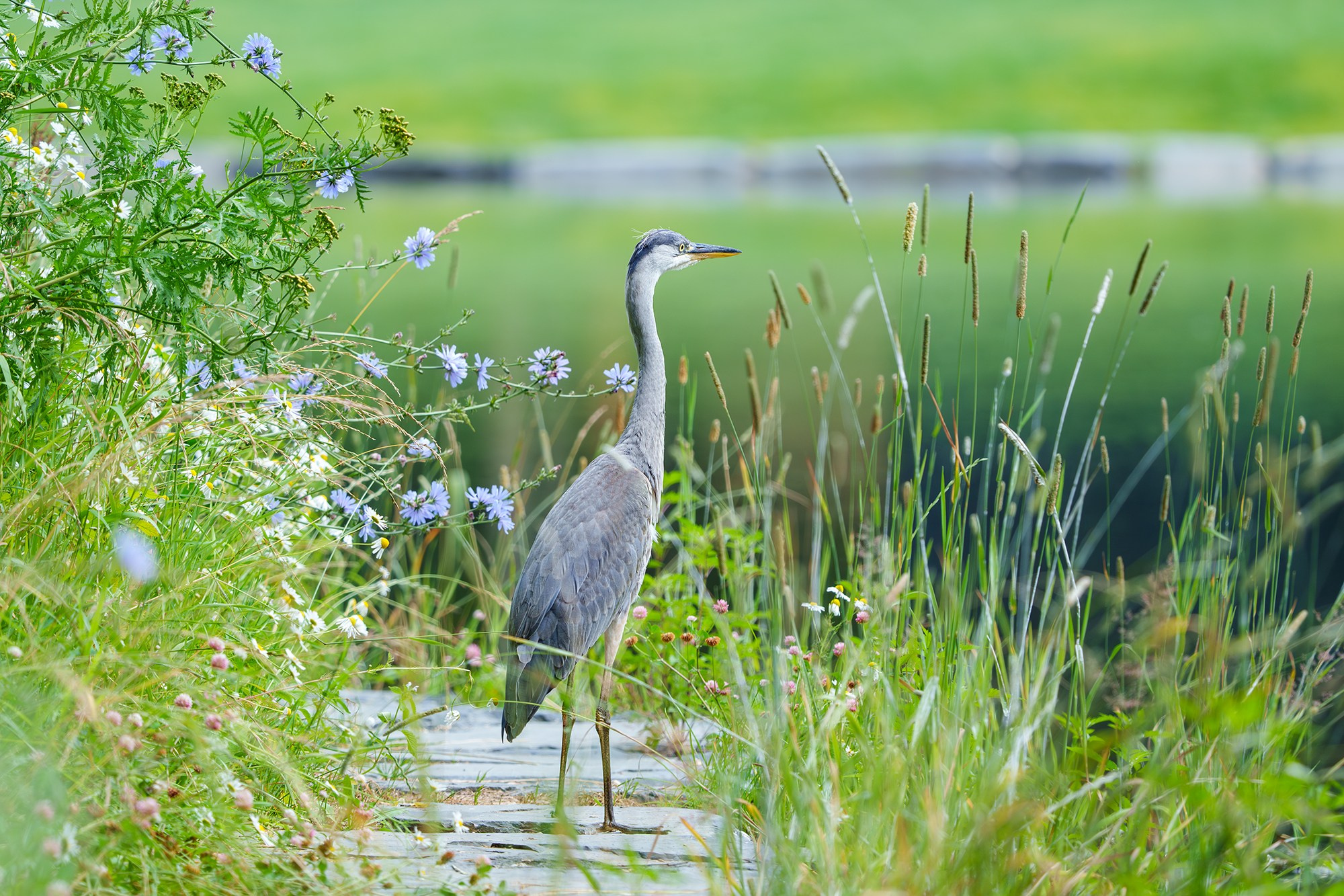 Удивительные мир птиц. Вокруг нас столько прекрасного — присмотритесь!. Ваш личный фотограф Марина Волкова