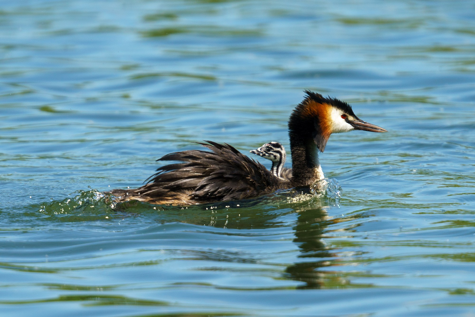 Удивительные мир птиц. Вокруг нас столько прекрасного — присмотритесь!. Ваш личный фотограф Марина Волкова