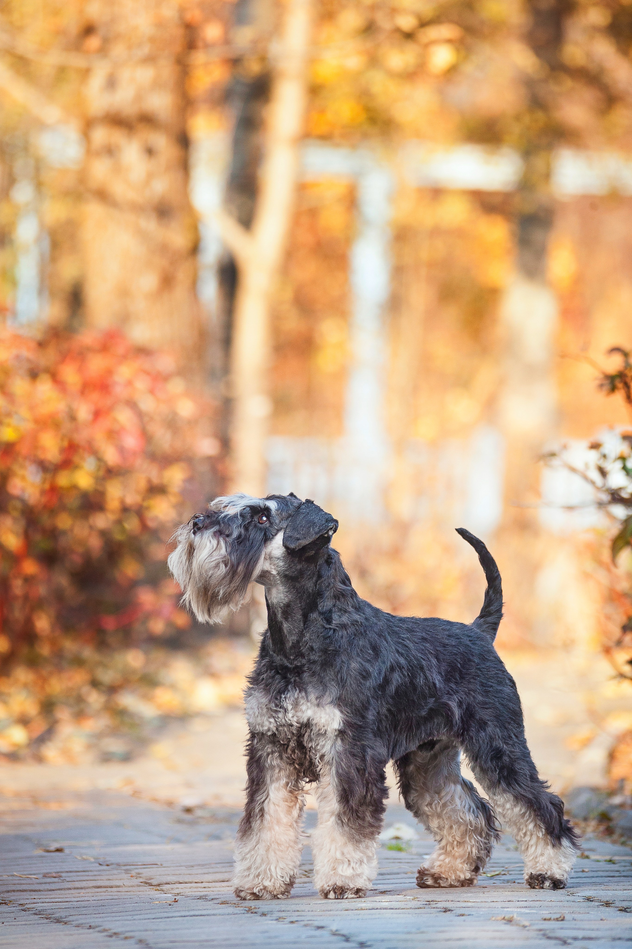 Собаки на улице. Slavilada-Лапки. Свет. Любовь… Профессиональная фотосессия питомцев Для памяти, пристройства и продажи. Хабаровск