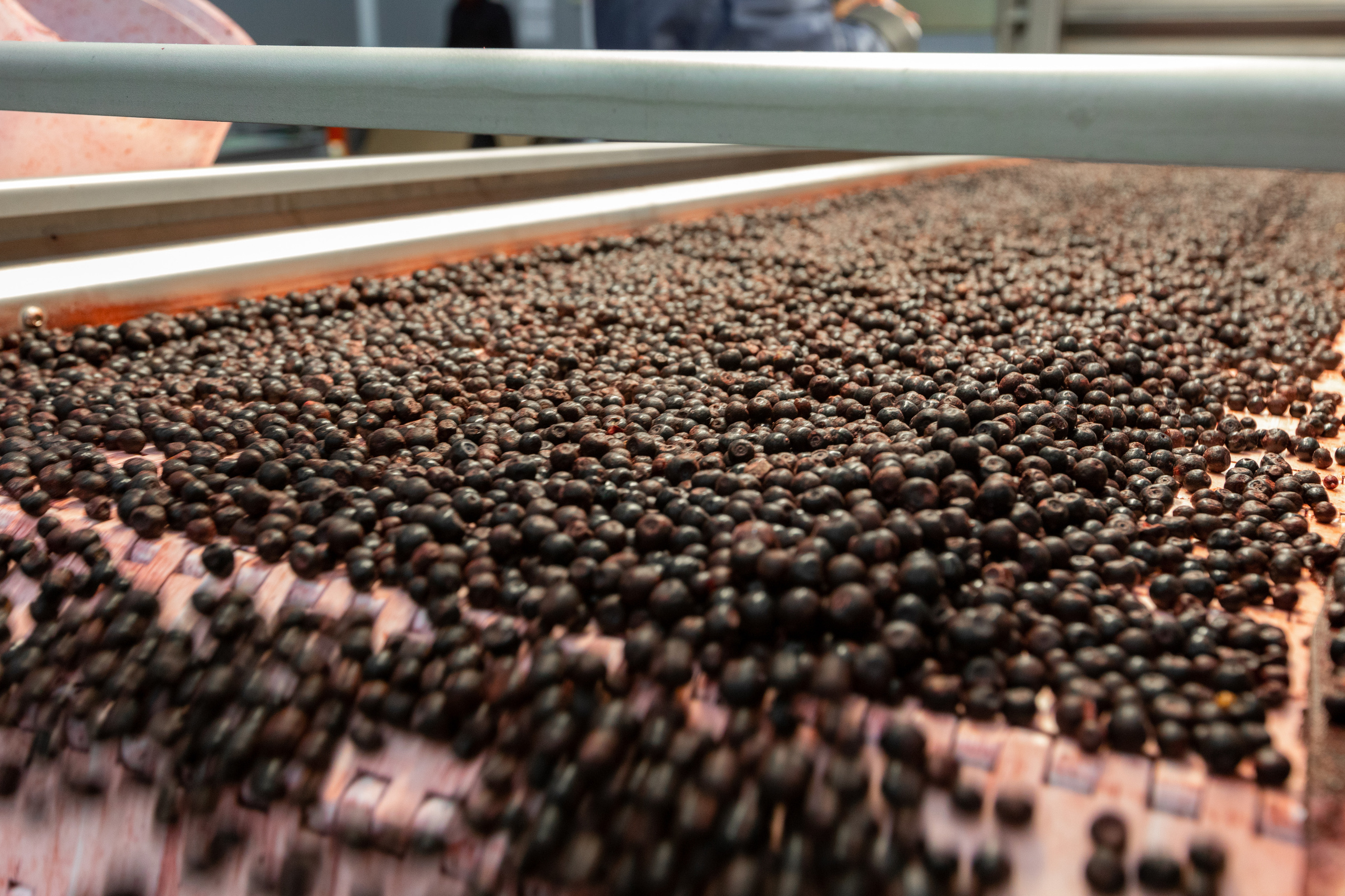 ЯГОДА. Фотограф в Петрозаводске Игорь Герасименко