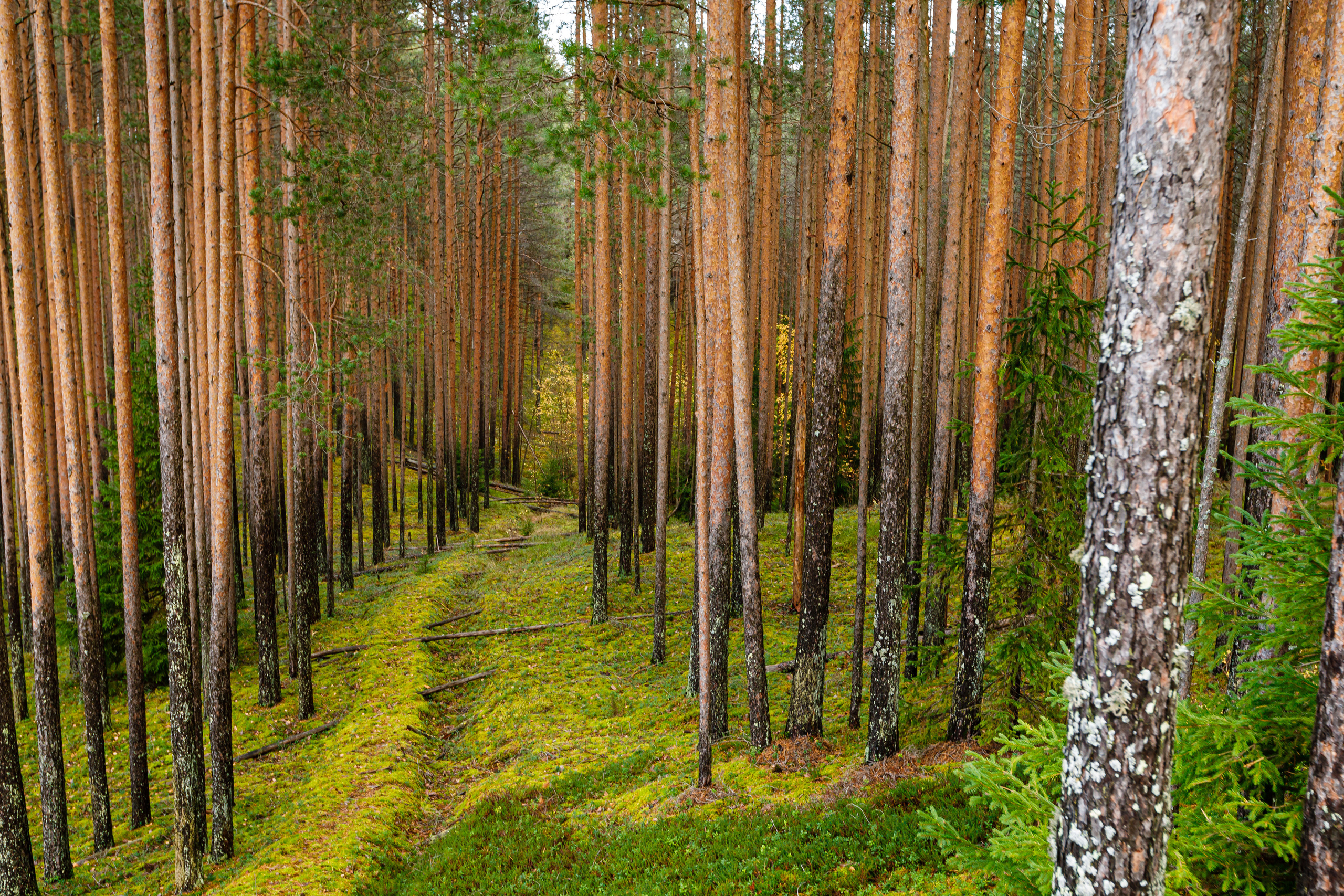ЯГОДА. Фотограф в Петрозаводске Игорь Герасименко