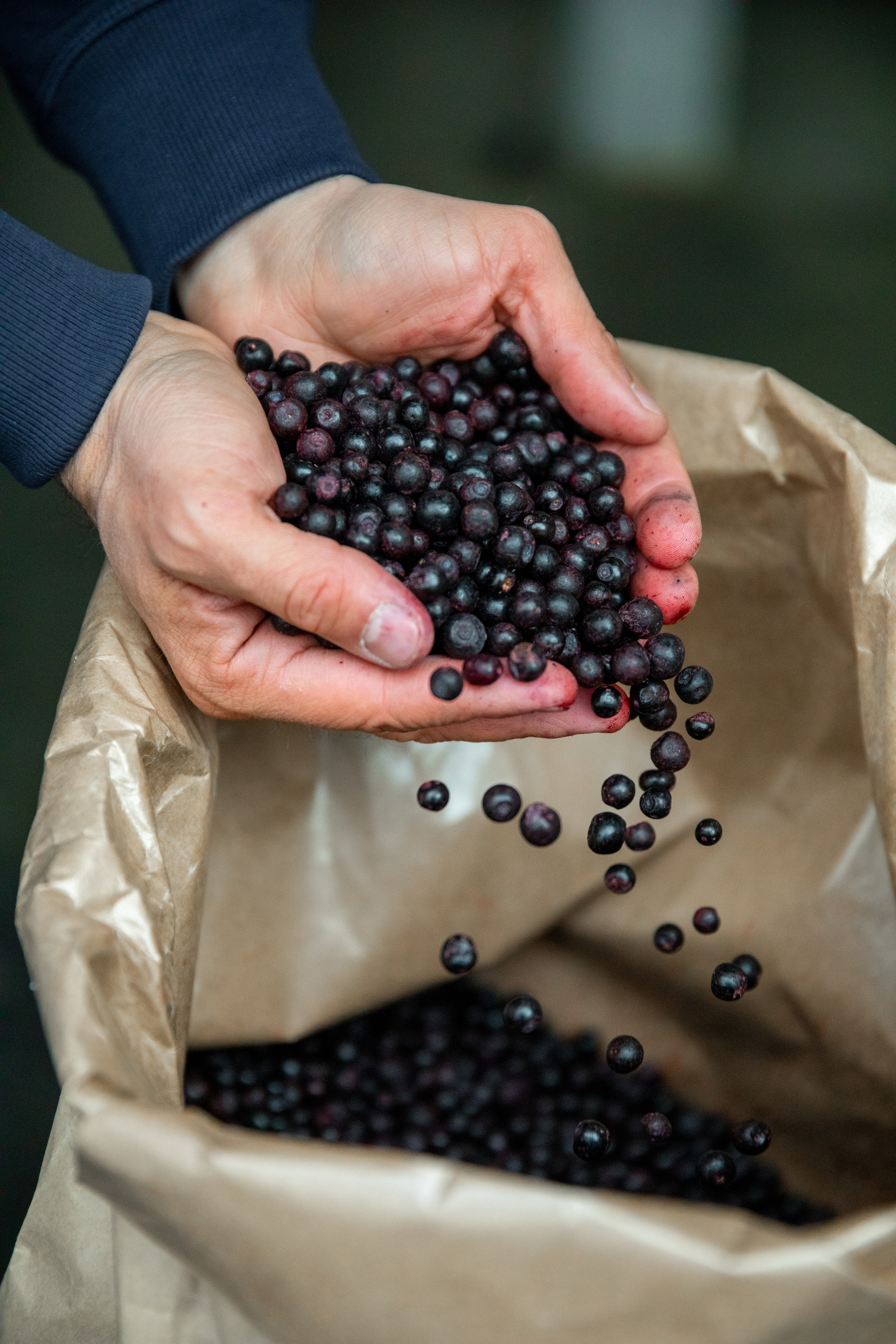 ЯГОДА. Фотограф в Петрозаводске Игорь Герасименко