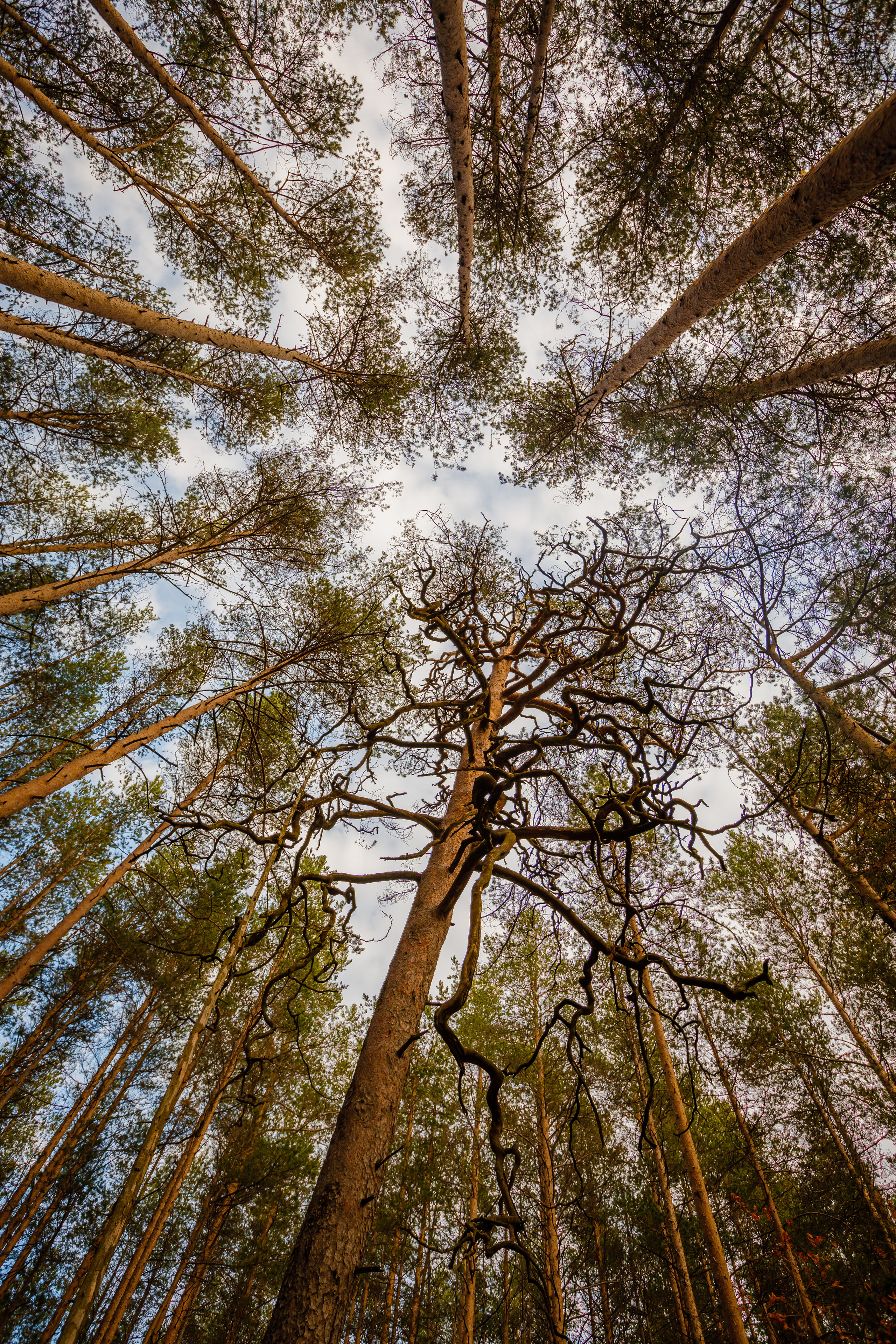 ЯГОДА. Фотограф в Петрозаводске Игорь Герасименко