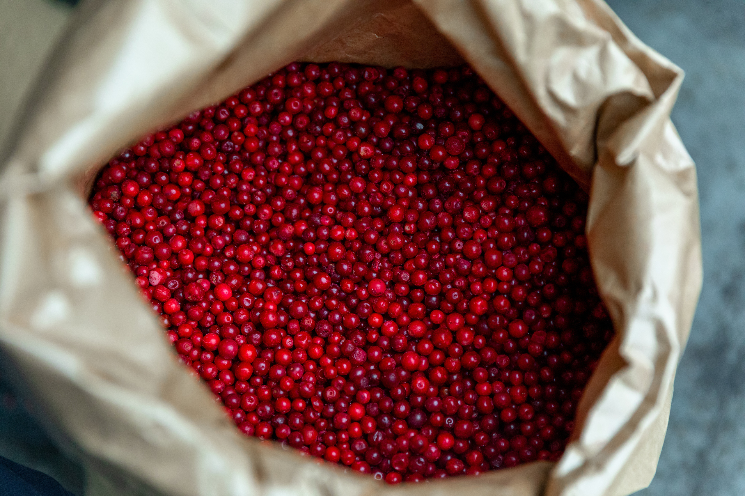 ЯГОДА. Фотограф в Петрозаводске Игорь Герасименко