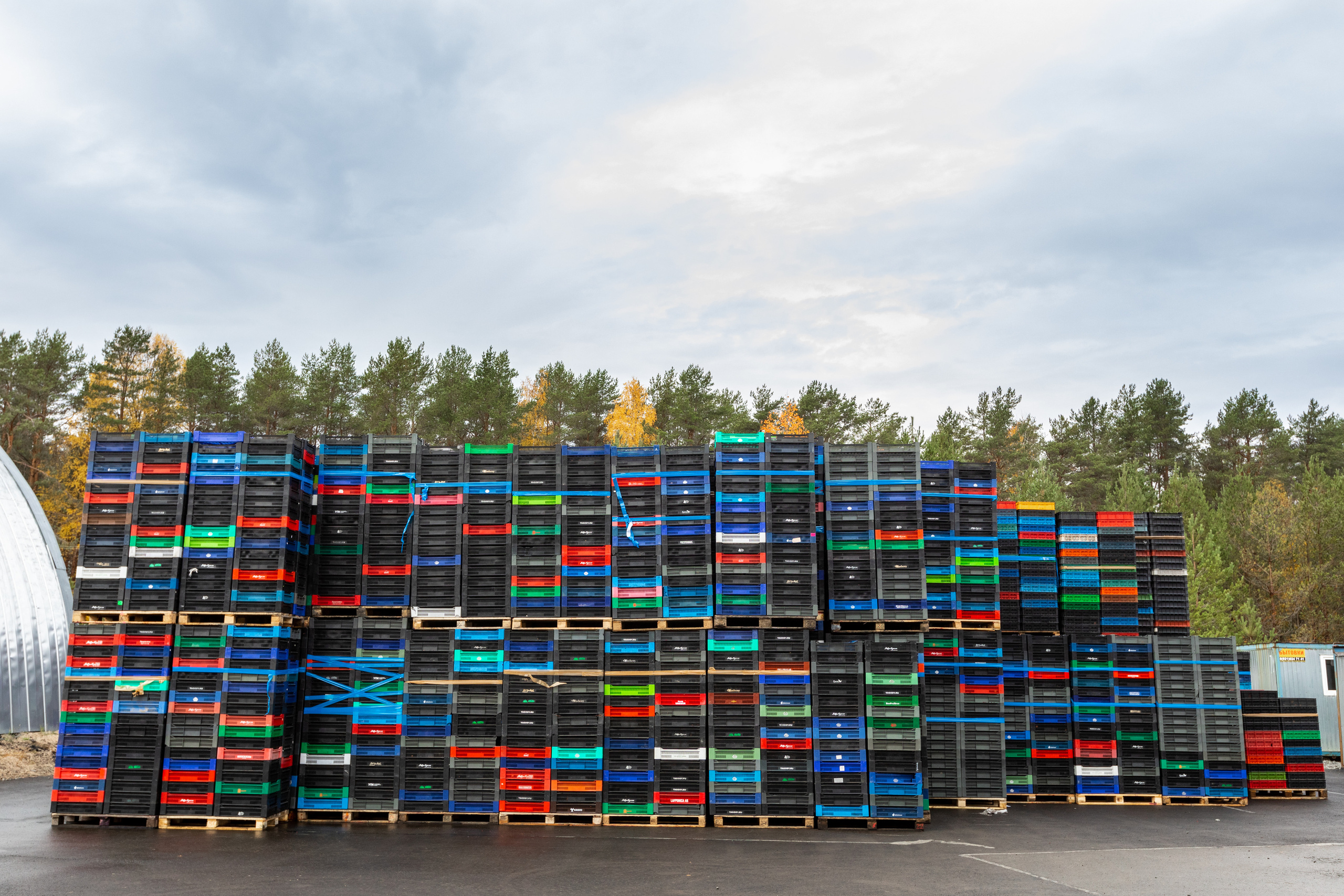 ЯГОДА. Фотограф в Петрозаводске Игорь Герасименко