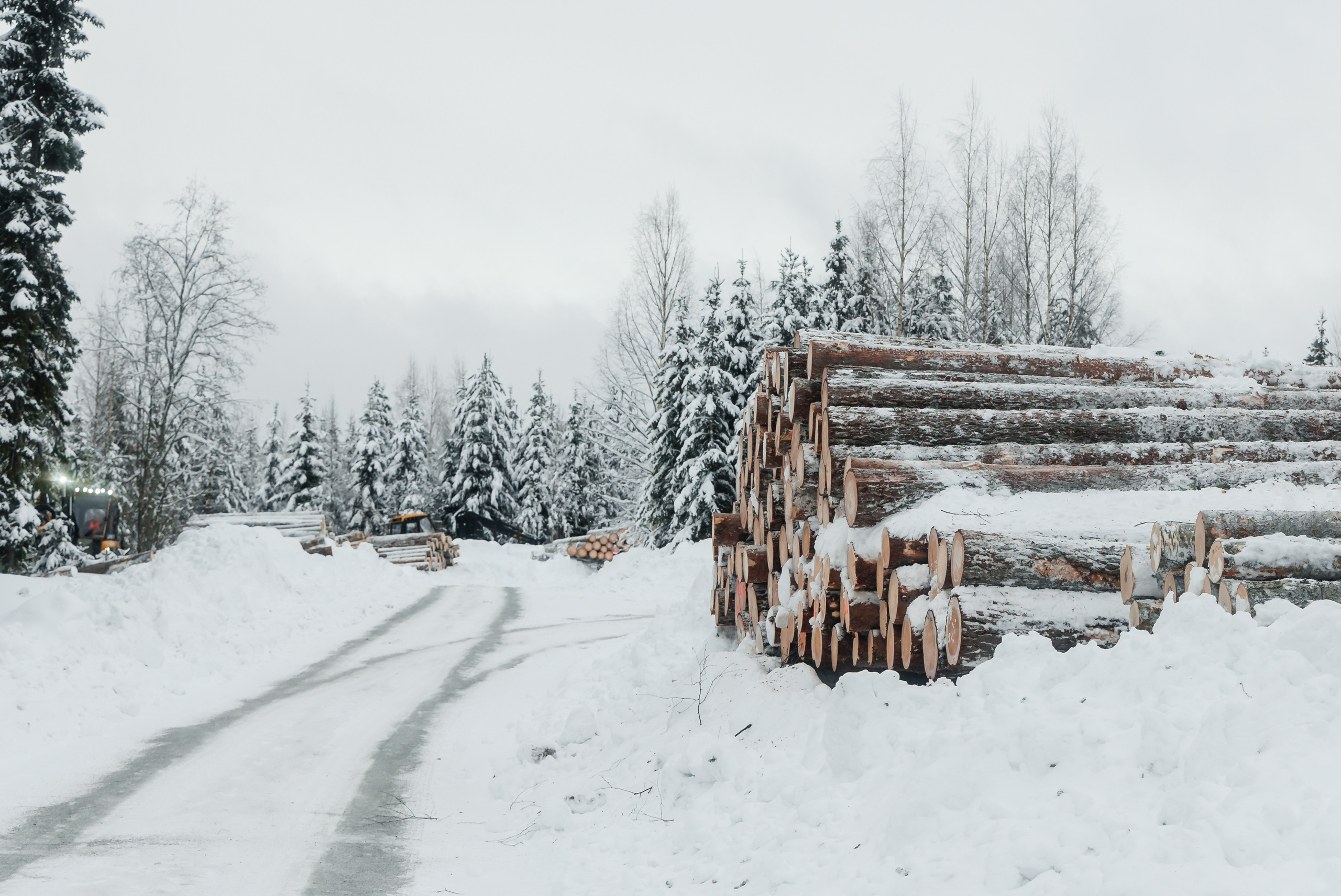 ЛЕСХОЗ. Фотограф в Петрозаводске Игорь Герасименко