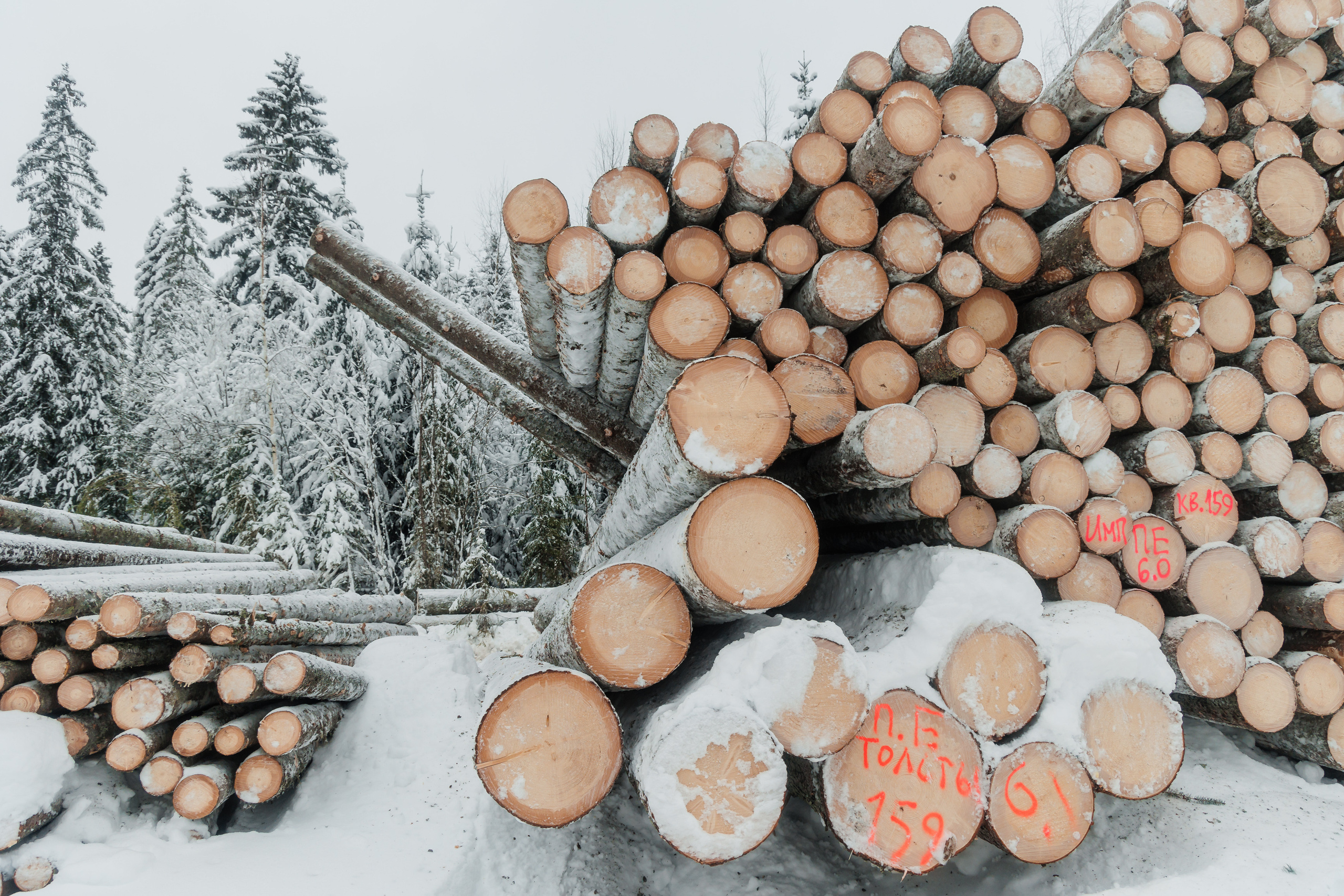 ЛЕСХОЗ. Фотограф в Петрозаводске Игорь Герасименко