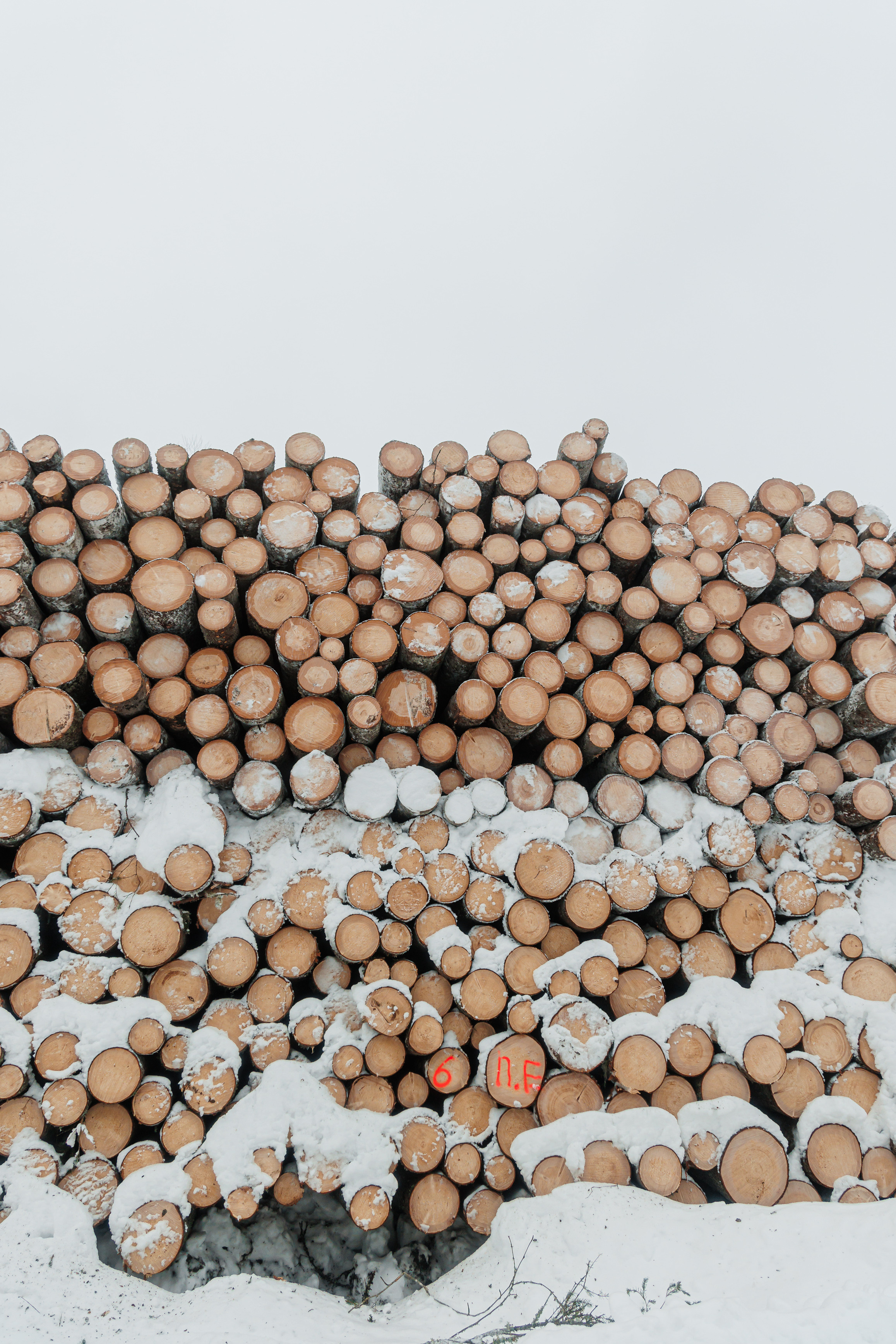 ЛЕСХОЗ. Фотограф в Петрозаводске Игорь Герасименко