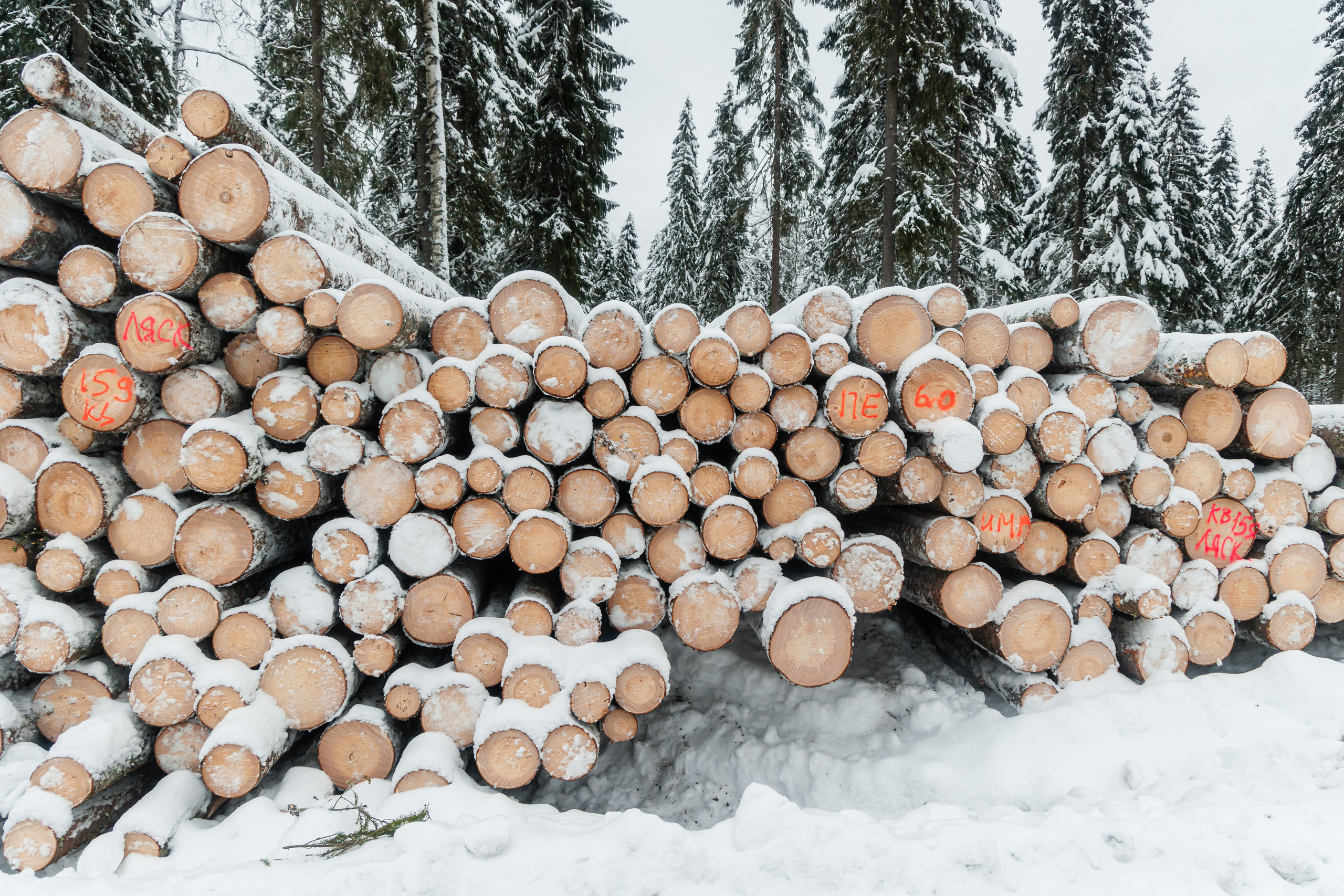 ЛЕСХОЗ. Фотограф в Петрозаводске Игорь Герасименко