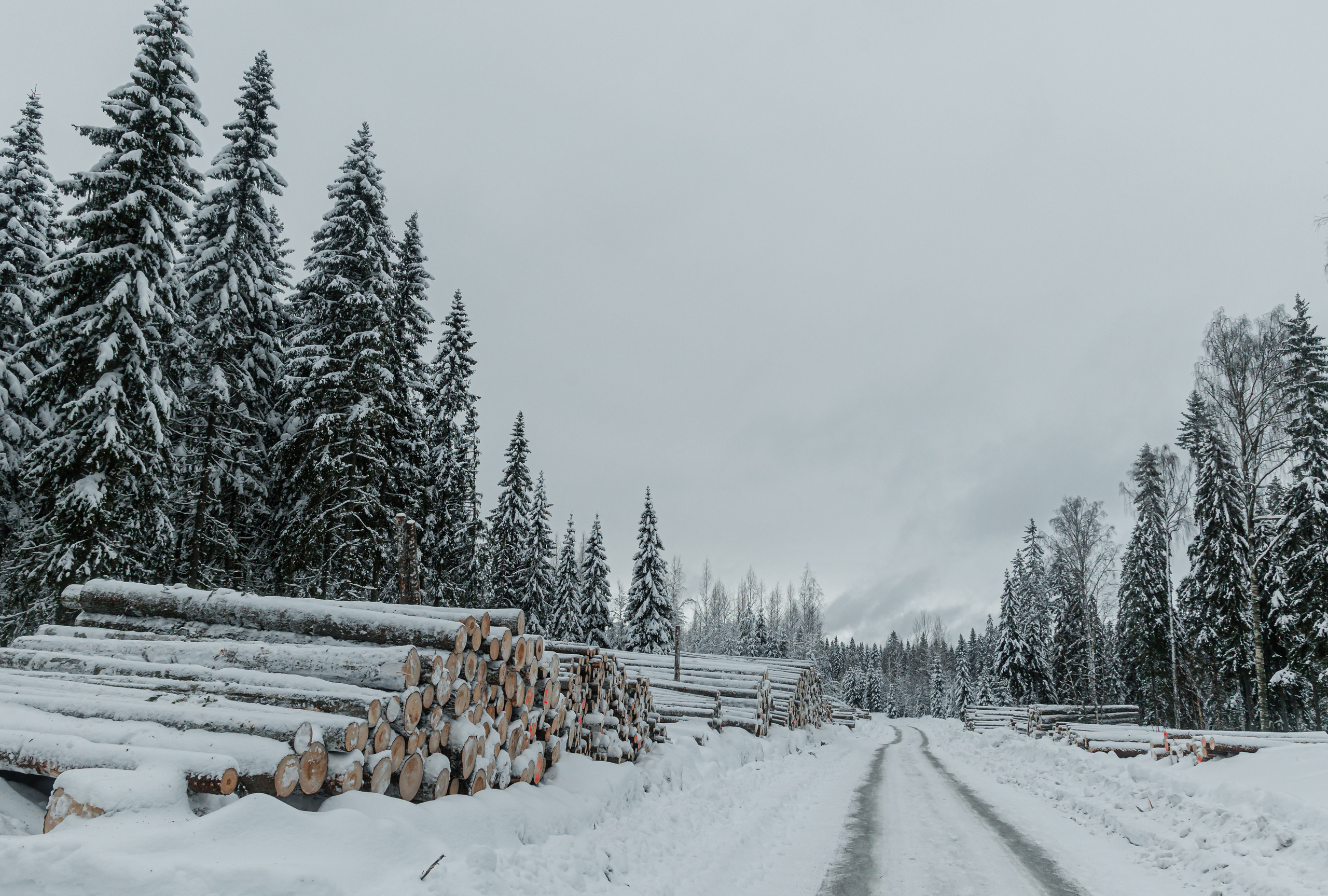 ЛЕСХОЗ. Фотограф в Петрозаводске Игорь Герасименко
