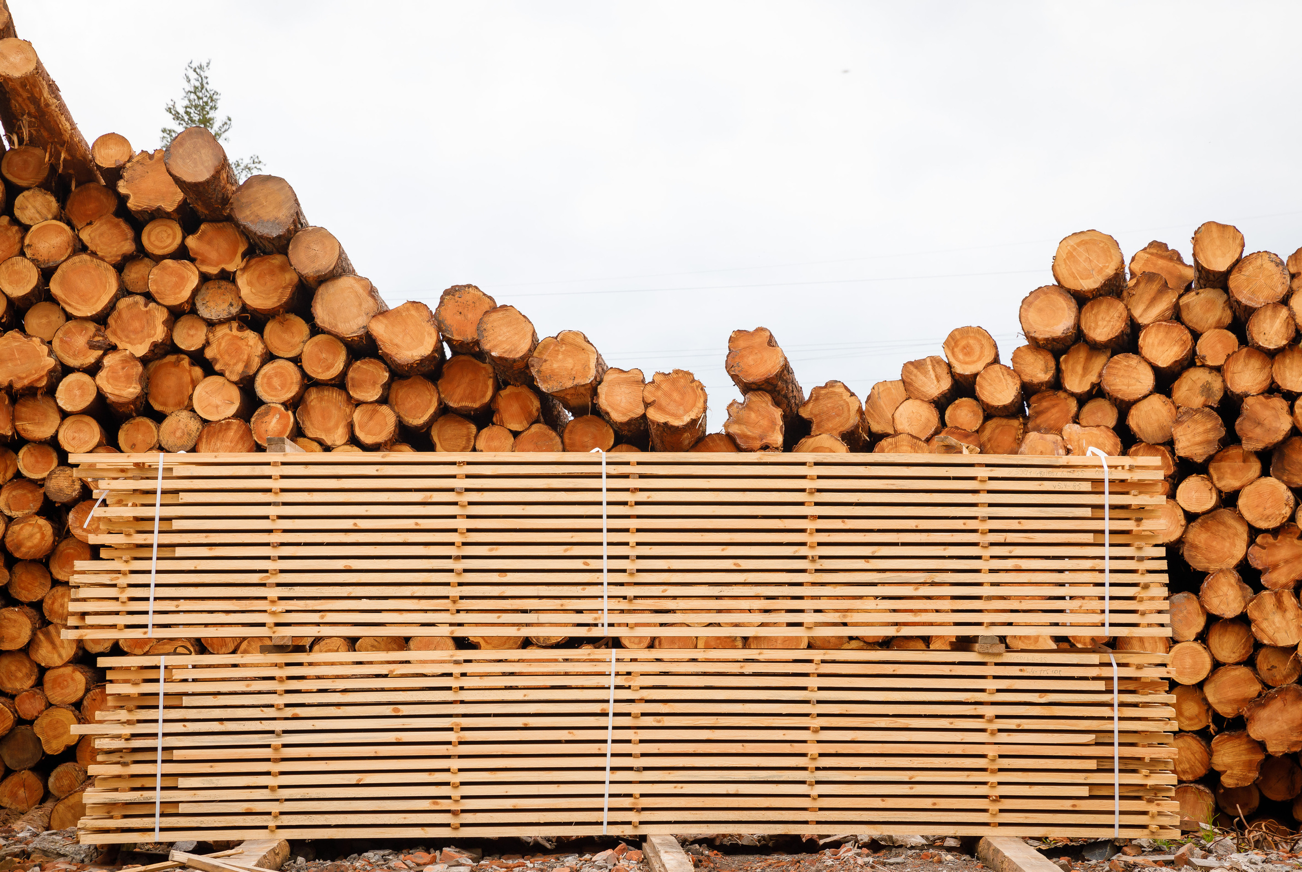 ПИЛОРАМА. Фотограф в Петрозаводске Игорь Герасименко