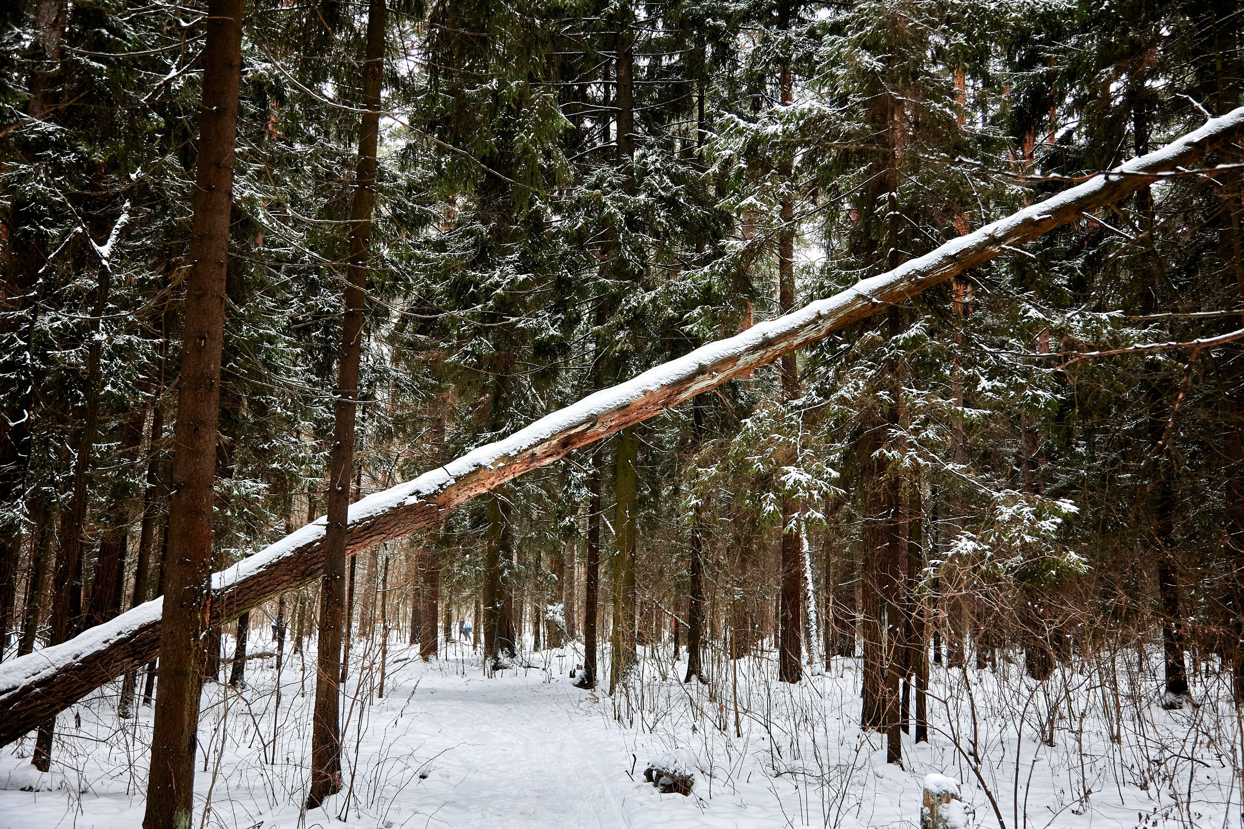 Близко Зима. Спортивный и репортажный фотограф Андрей Баскаков