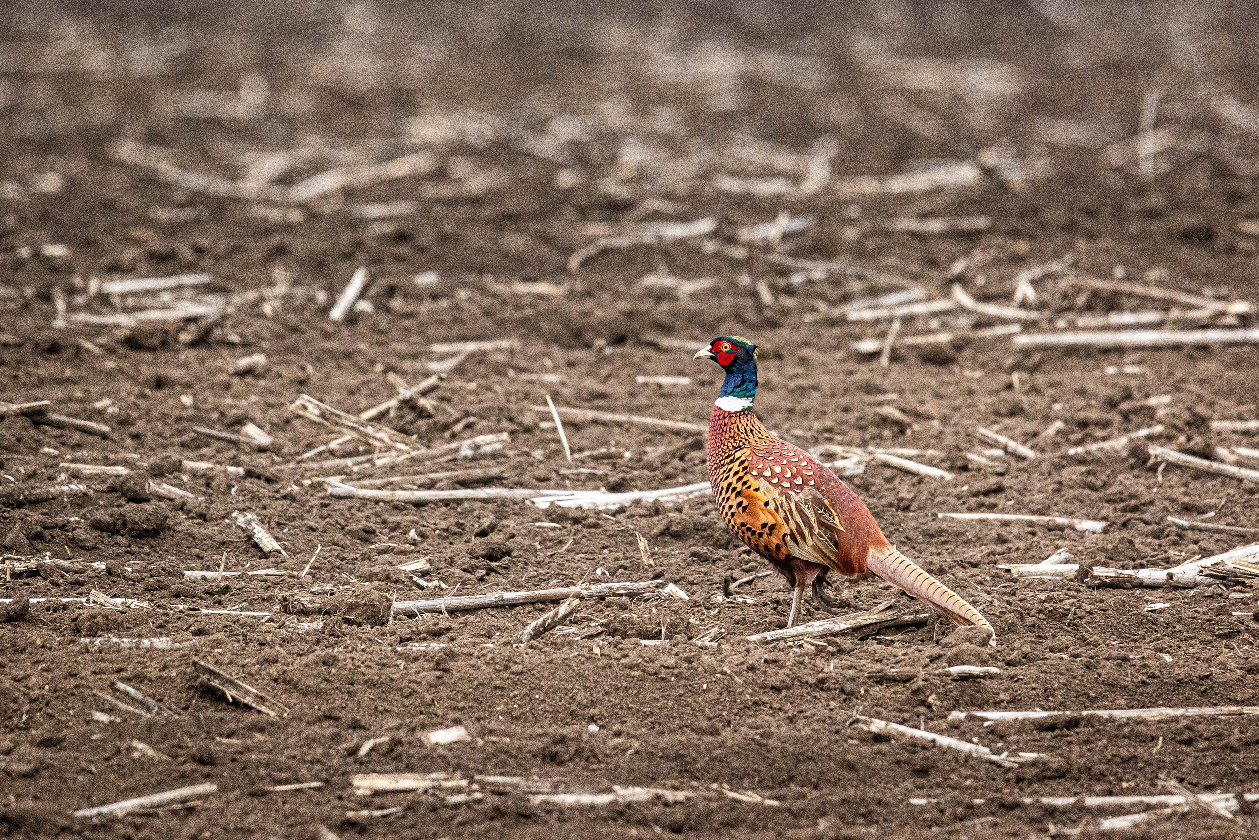Дикий животный мир. Фотограф-АниМалист Анна Абрамова