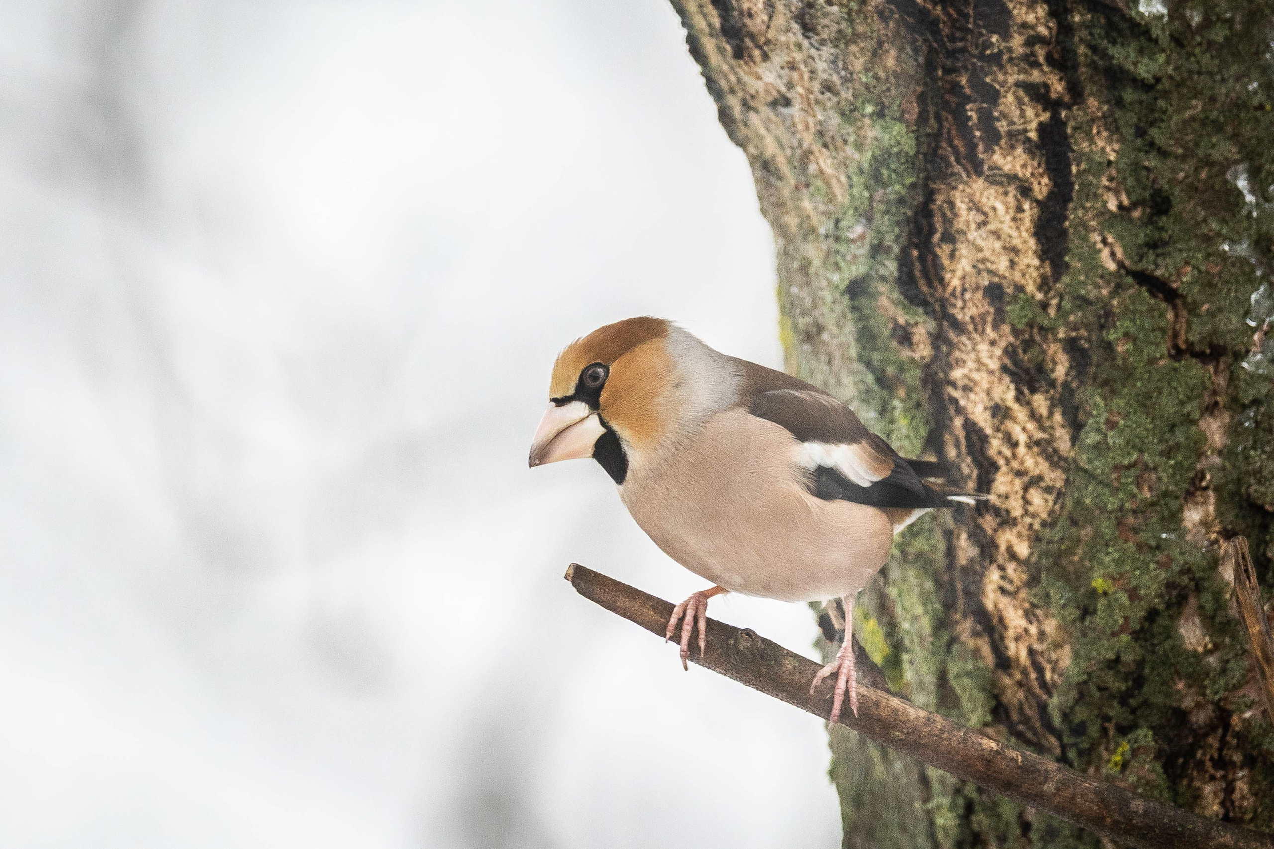 Дикий животный мир. Фотограф-АниМалист Анна Абрамова