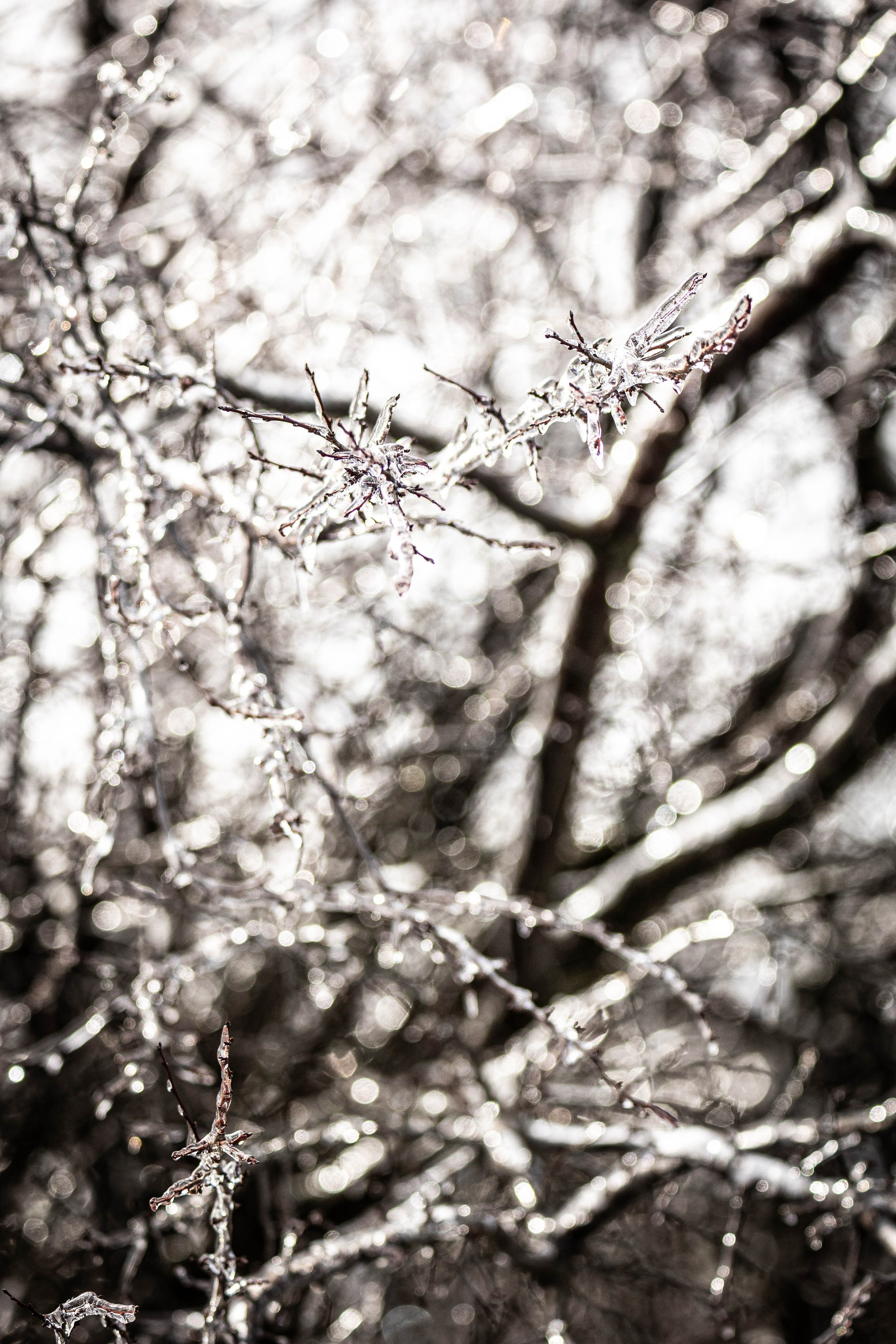 Дикий животный мир. Фотограф-АниМалист Анна Абрамова