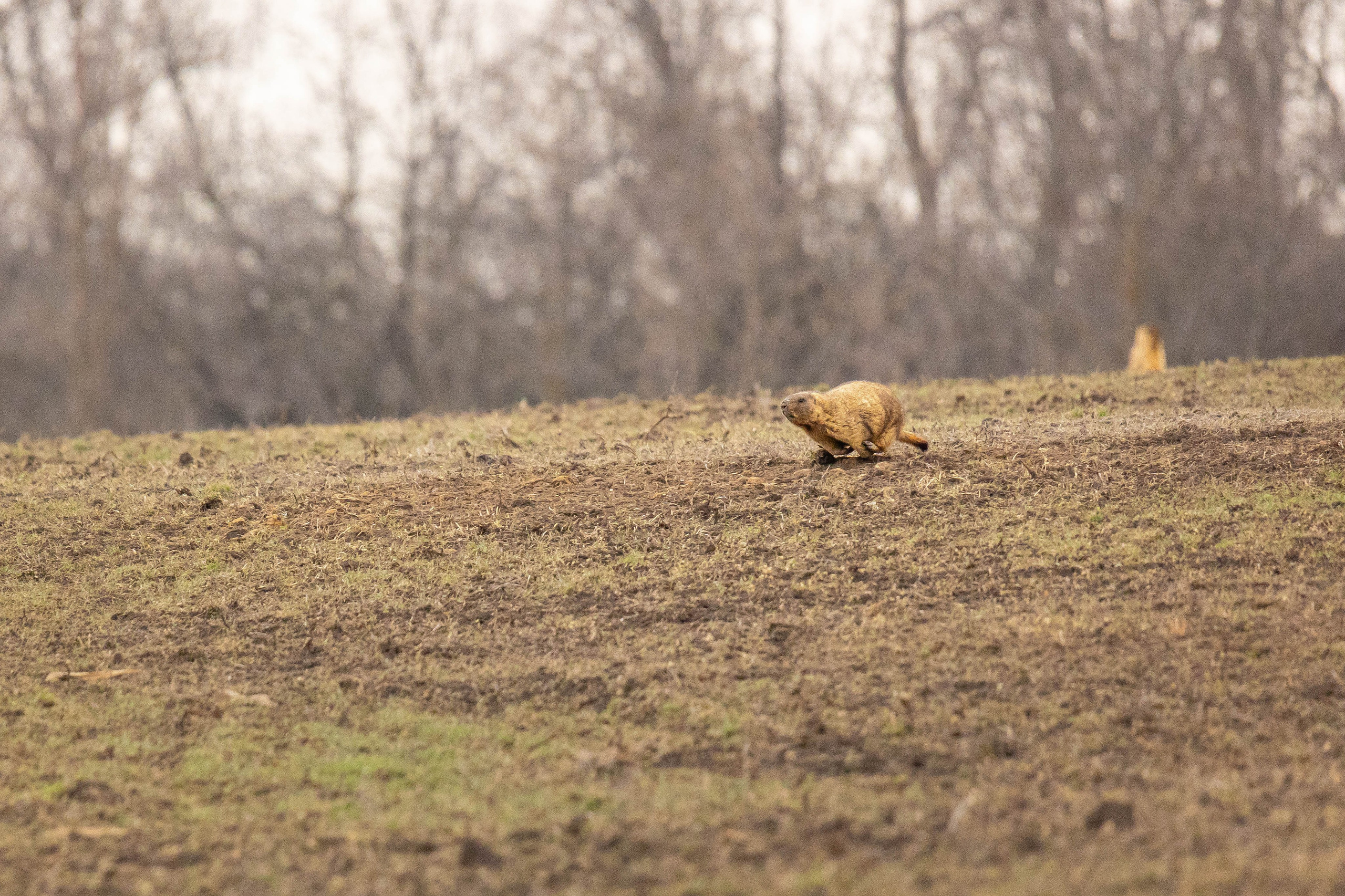 Дикий животный мир. Фотограф-АниМалист Анна Абрамова
