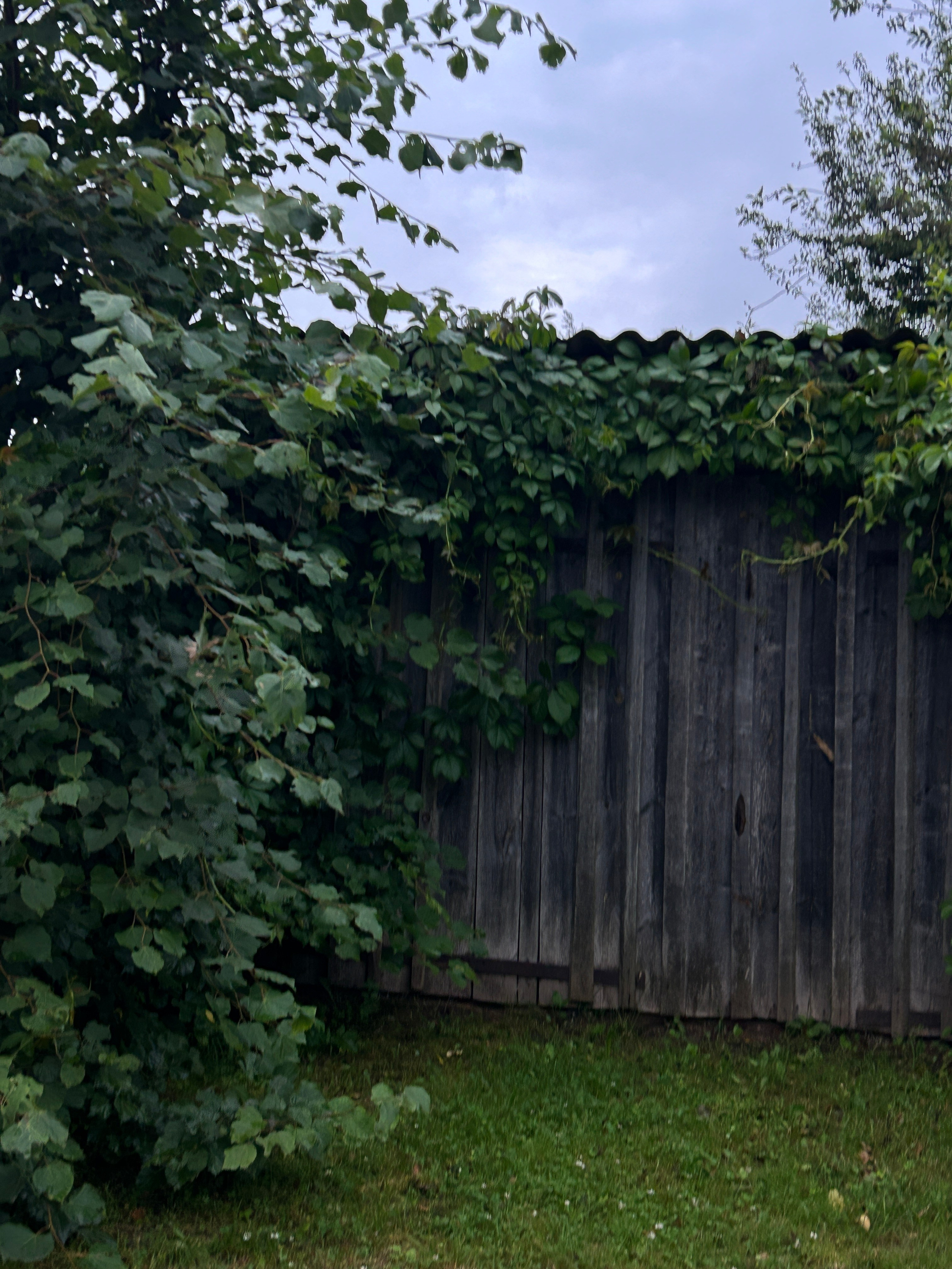 Лето, ах лето. Фотокружок «Видоискатель» ГБОУ СОШ № 291