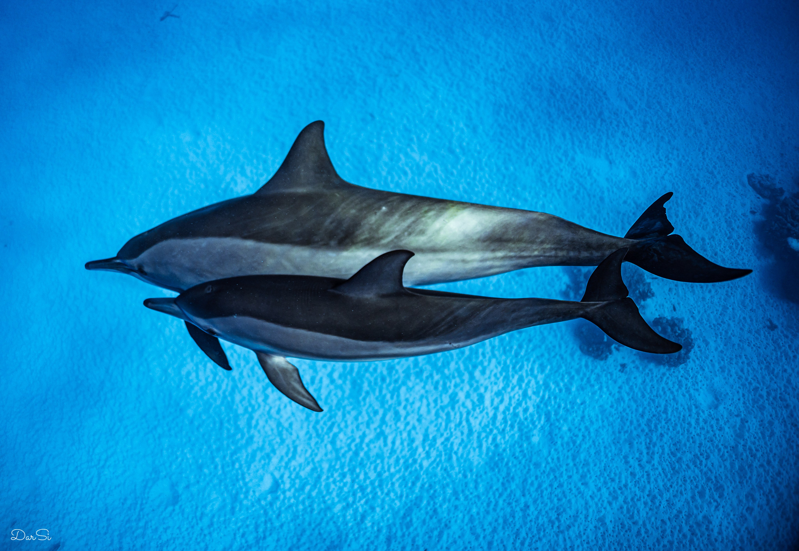 Contact. Underwater Photographer in the Philippines — Daria Sinitsina