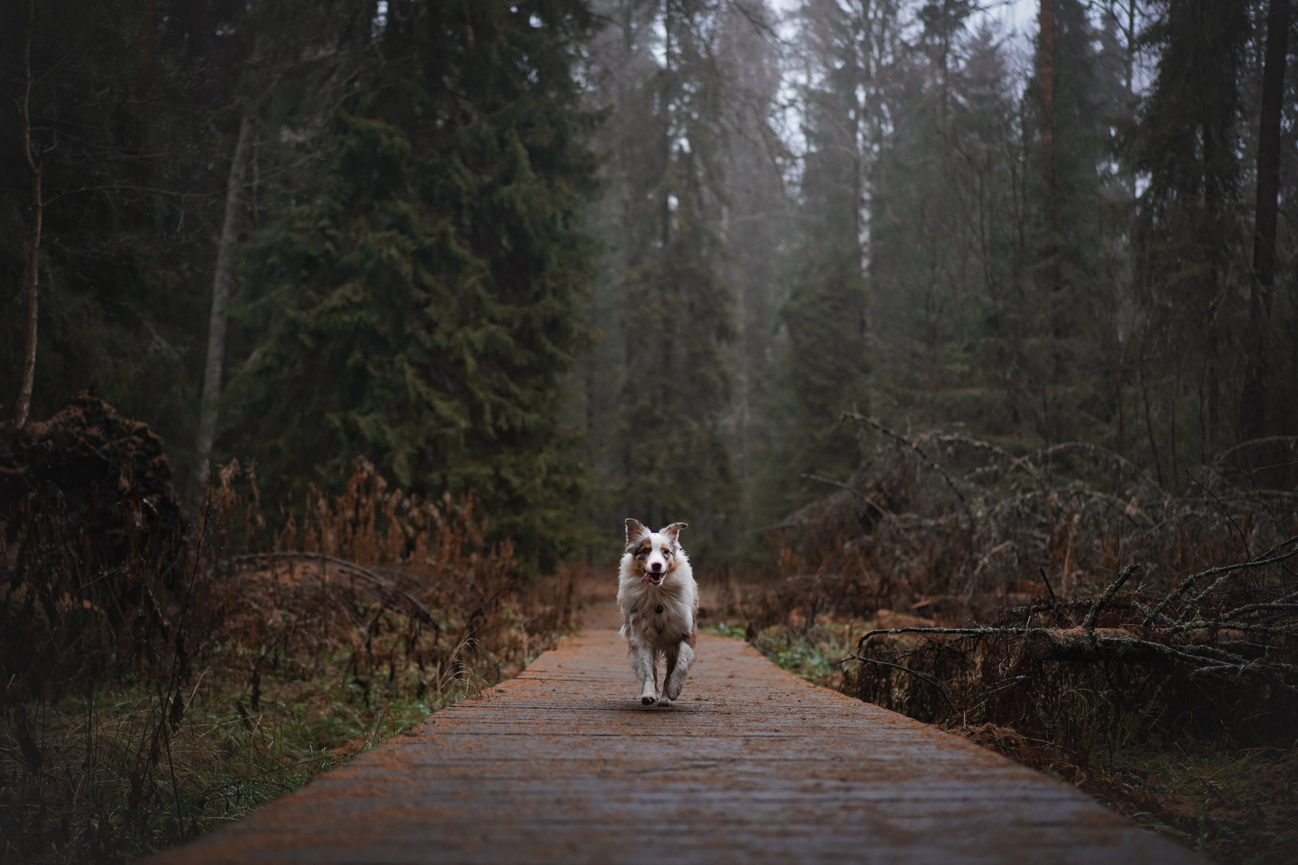 Панда Ноябрь. Фотограф-анималист в Санкт-Петербурге Яна Мартынова