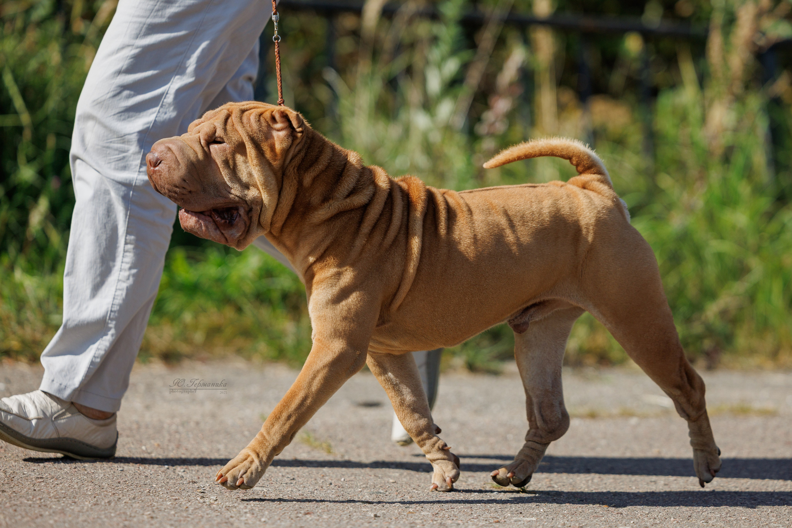 Зеленоград 13.09.2025. Фотограф-анималист Юлия Германика