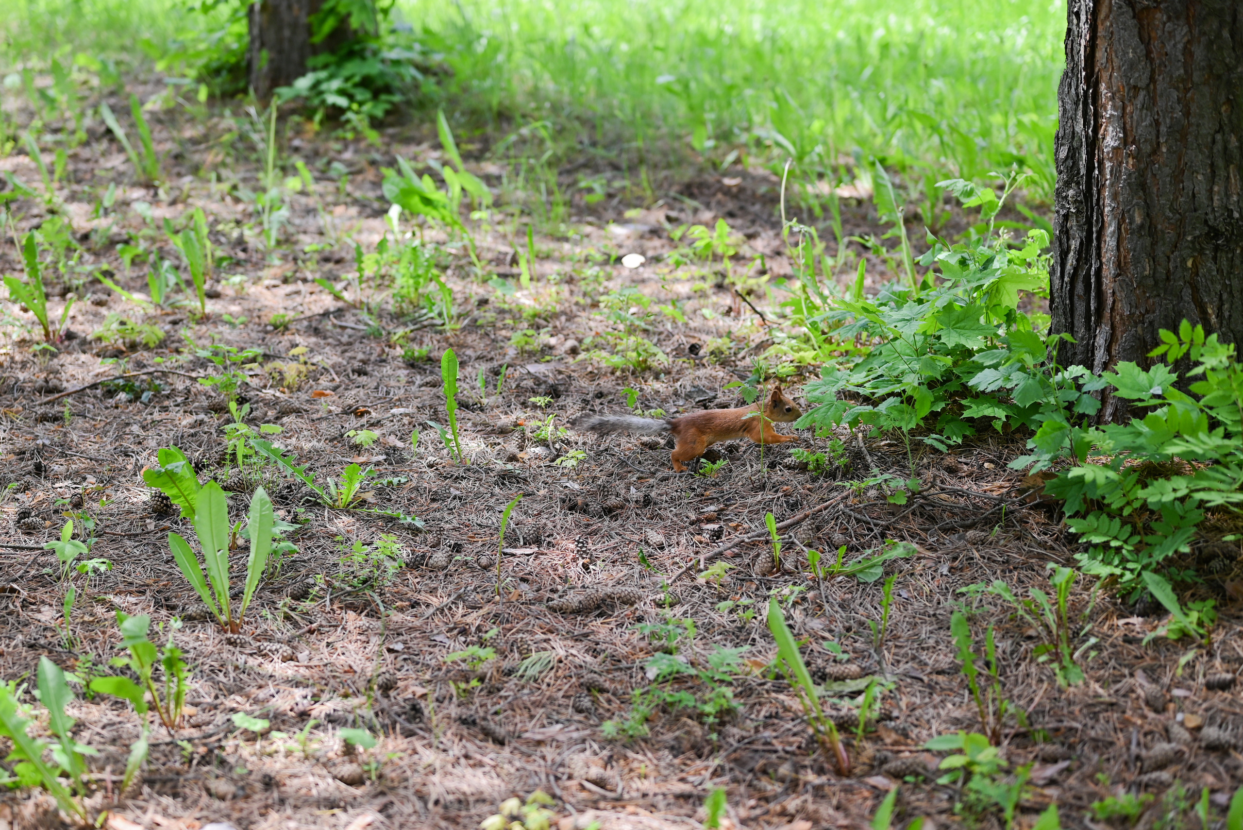 Никита & Катя. Свадебный и семейный фотограф в Уфе Александров Максим