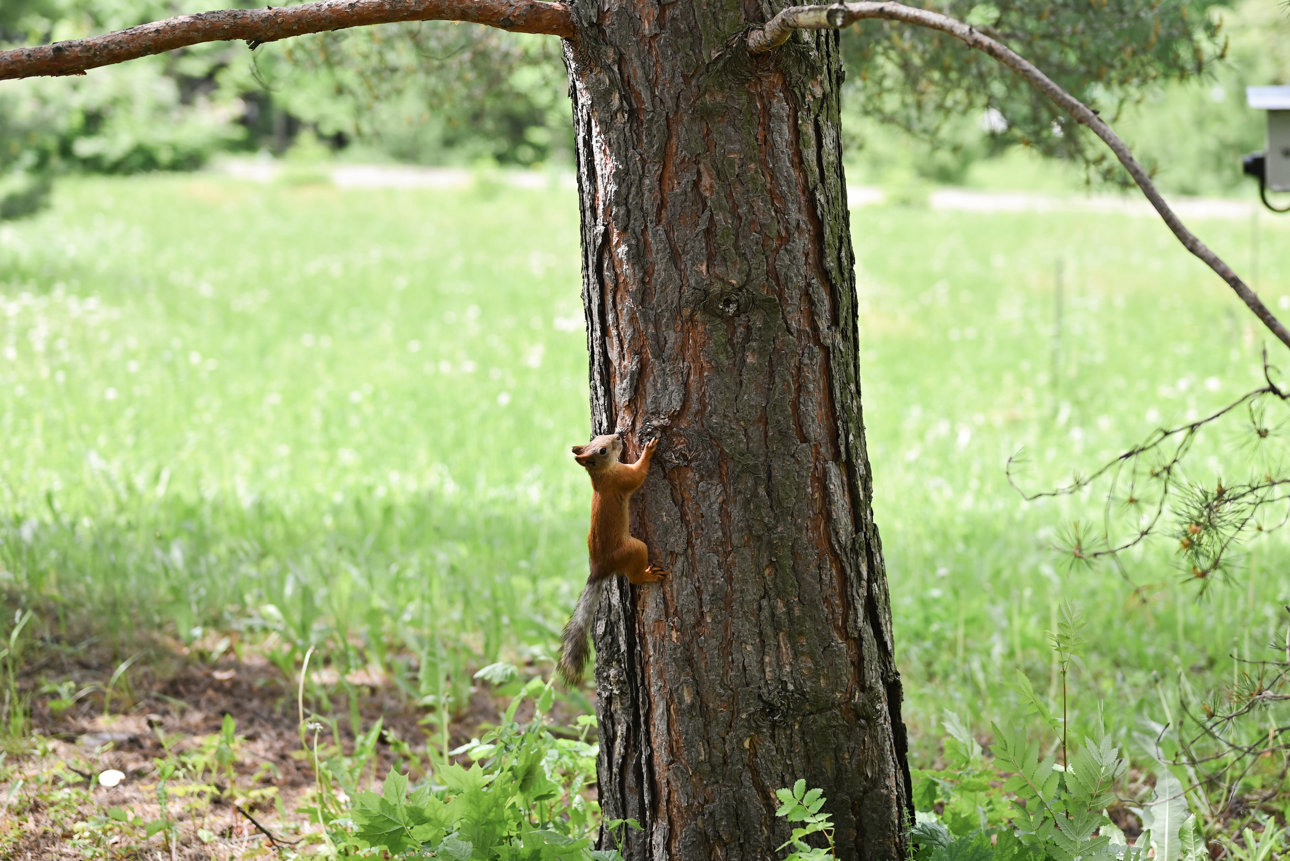 Никита & Катя. Свадебный и семейный фотограф в Уфе Александров Максим