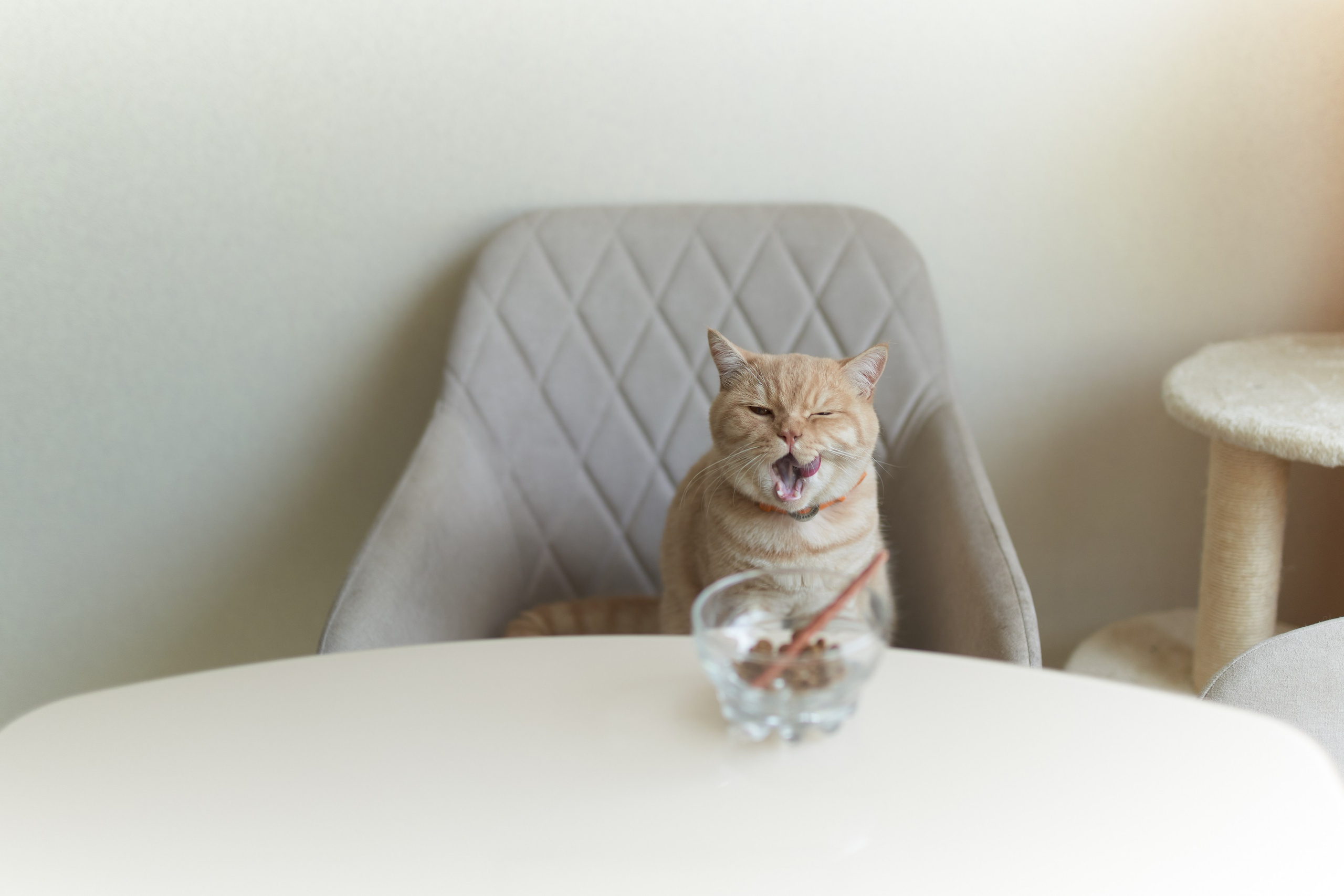 Фотосессия кота. Мужская фотосессия в СПб|Ирина Курманаева