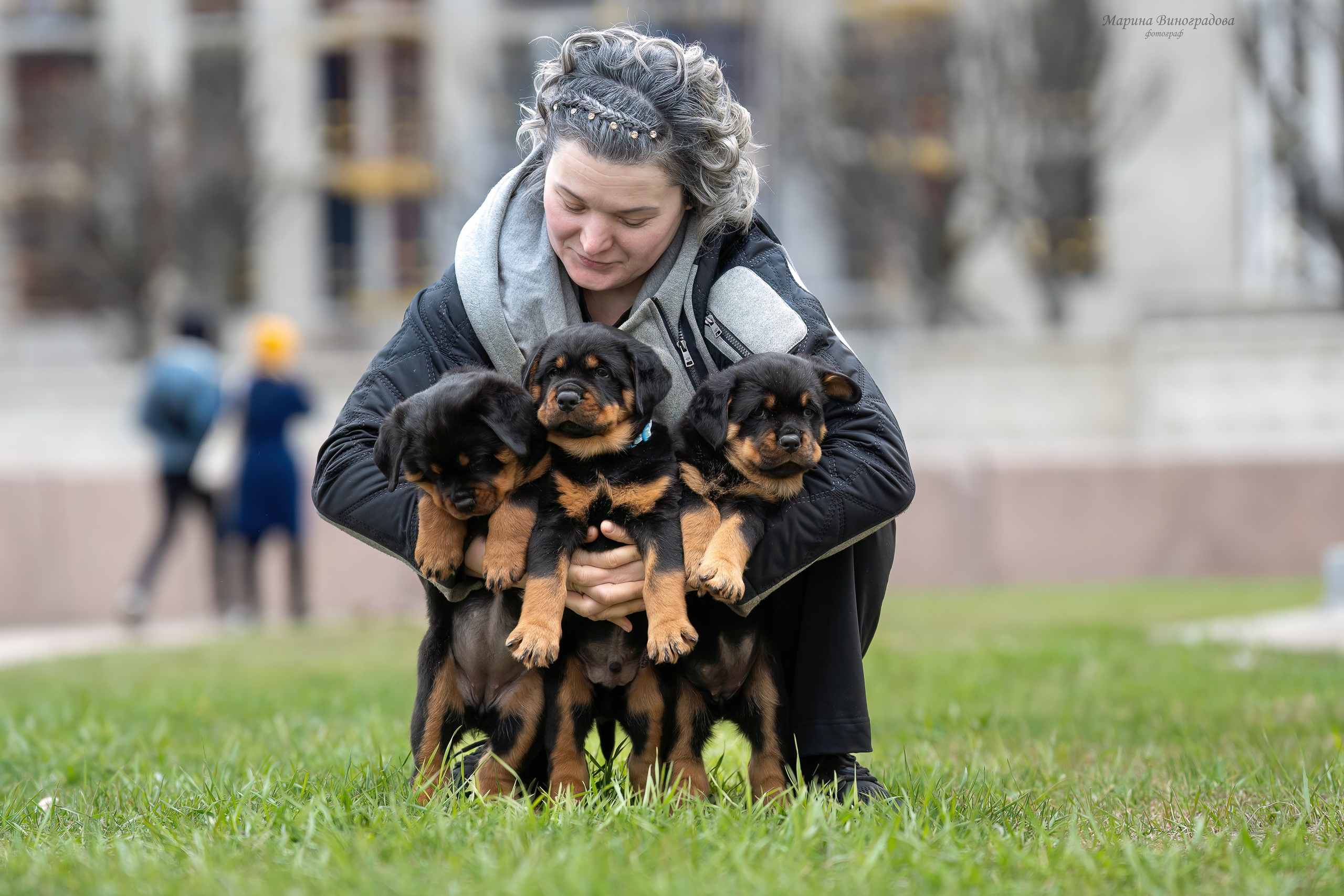 Щенки Ротвейлера. Фотограф-анималист Марина Виноградова