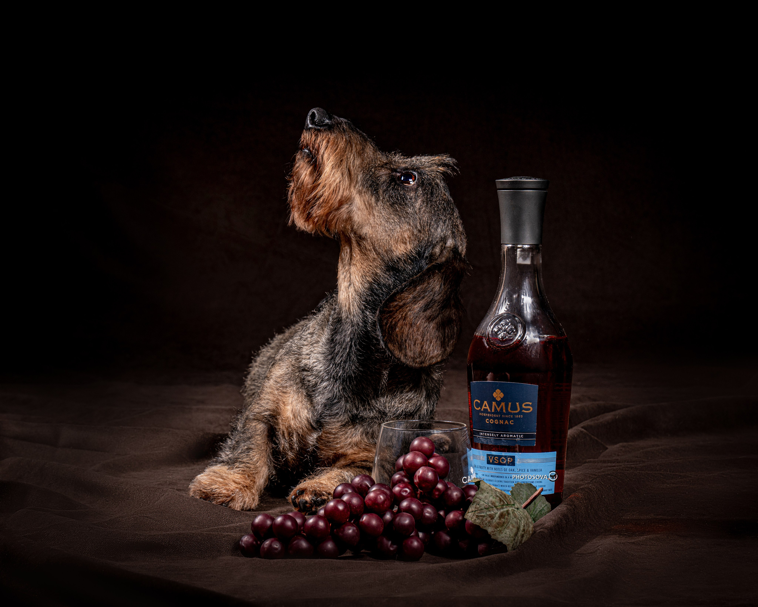 ФОТОПАМЯТЬ ВАШИХ ЭМОЦИЙ. Фотограф-анималист, семейный фотограф в Москве и Подмосковье. Фотосъёмка кинологических дисциплин