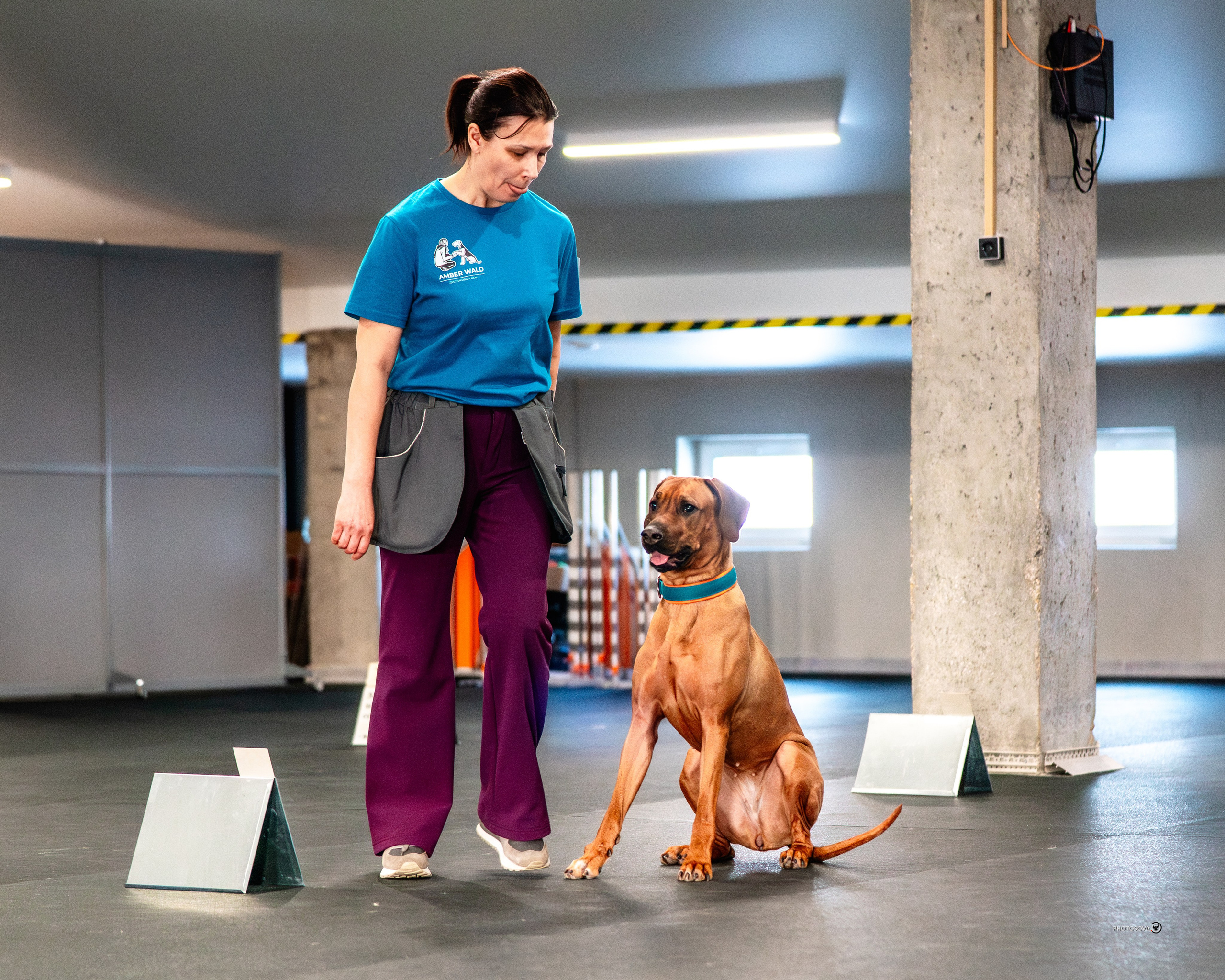 ТЫ И Я (соревнования по ралли-обидиенс). Фотограф-анималист, семейный фотограф в Москве и Подмосковье. Фотосъёмка кинологических дисциплин