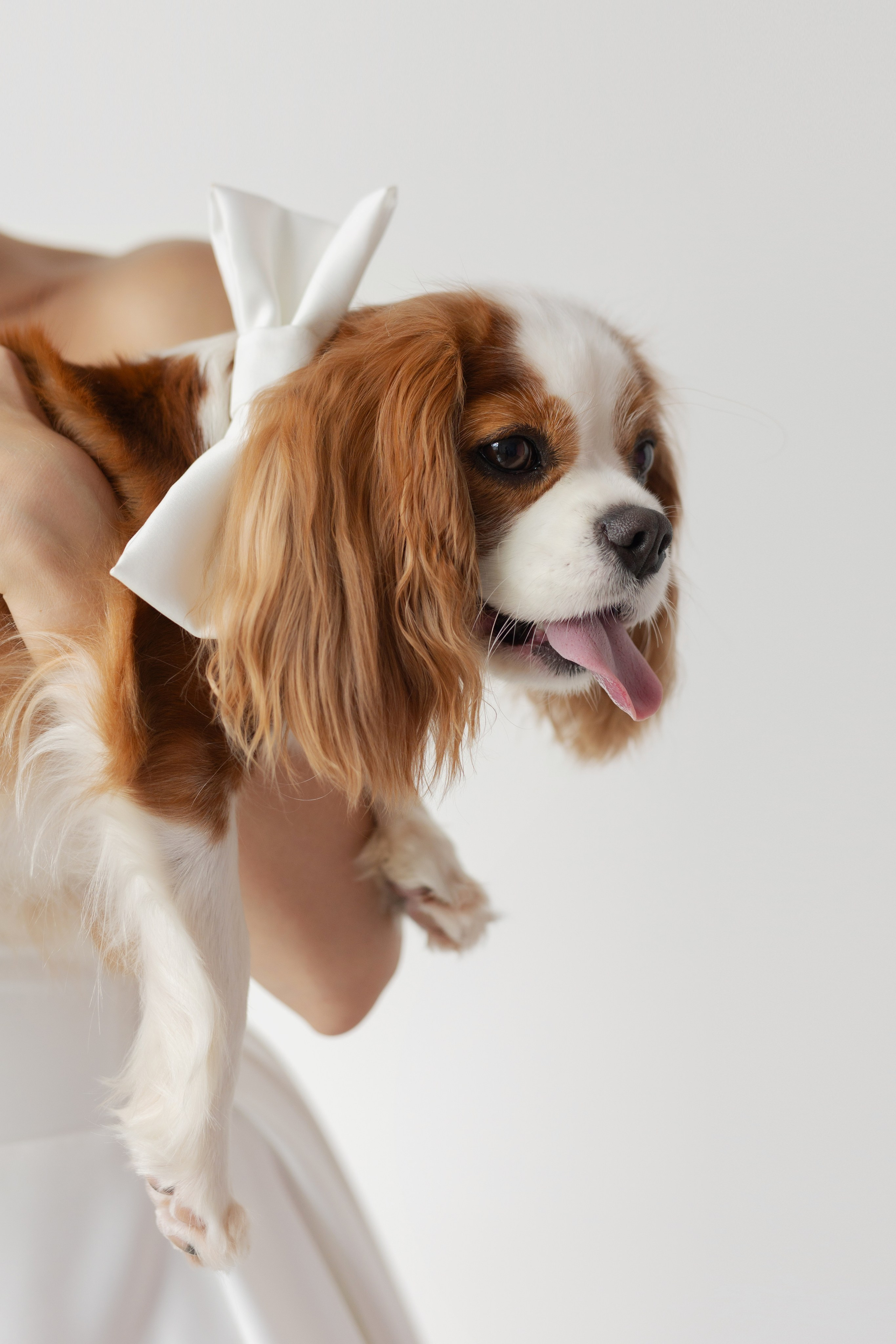 Олег & Алиса. Свадебный фотограф в Минске, свадебный фотограф в Грузии, свадебный фо