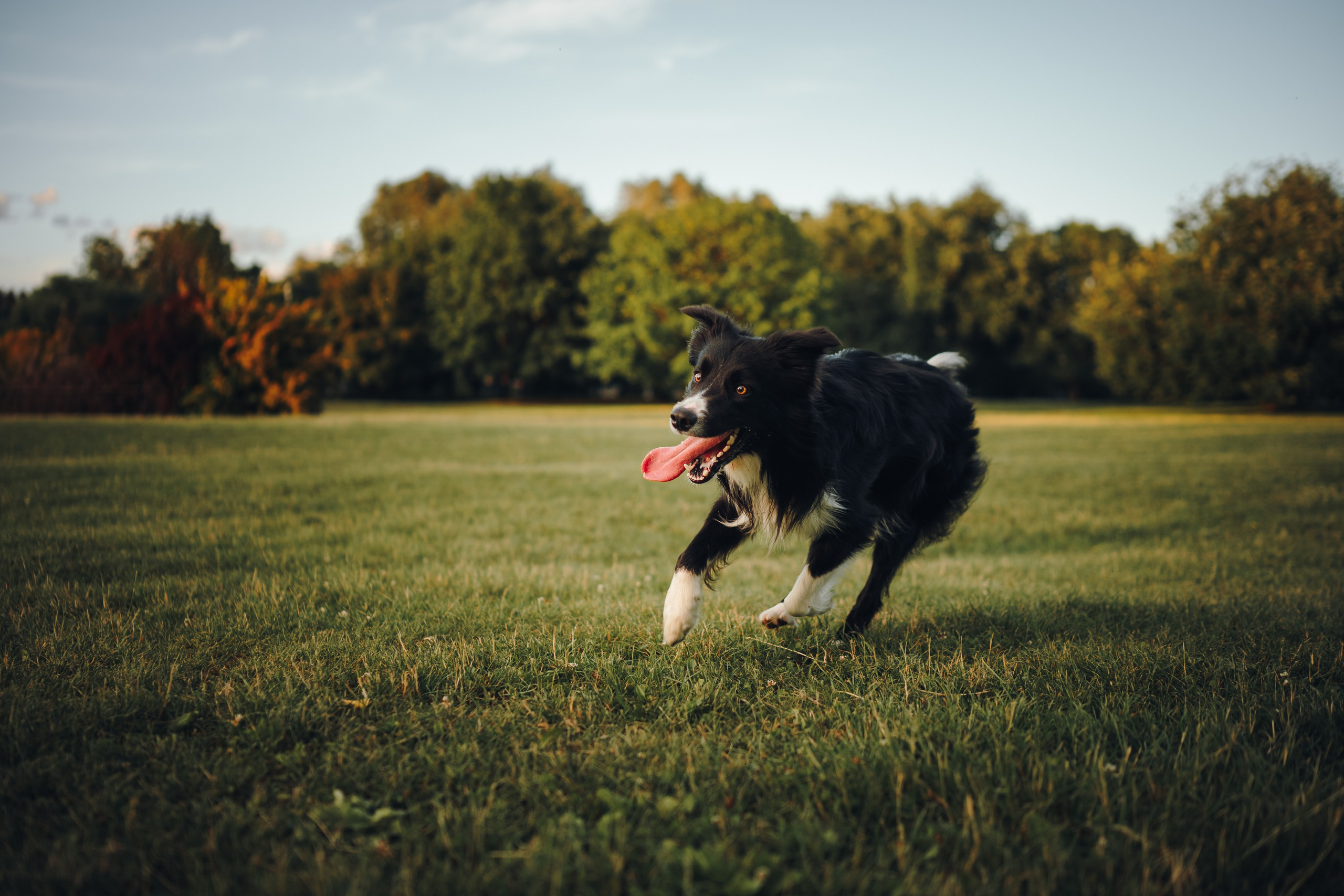 Марина и Эдж. Семейный фотограф анималист Ананьева Мария — Москва