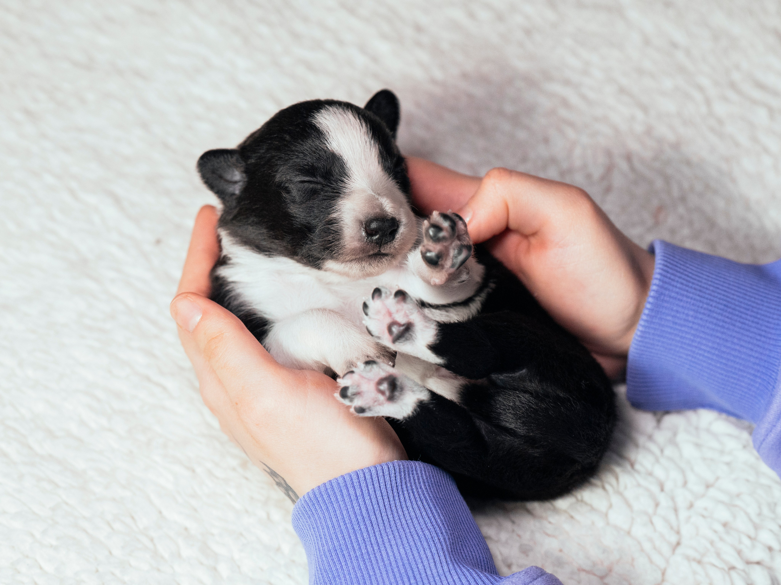 Бордер колли. Семейный фотограф анималист Ананьева Мария — Москва