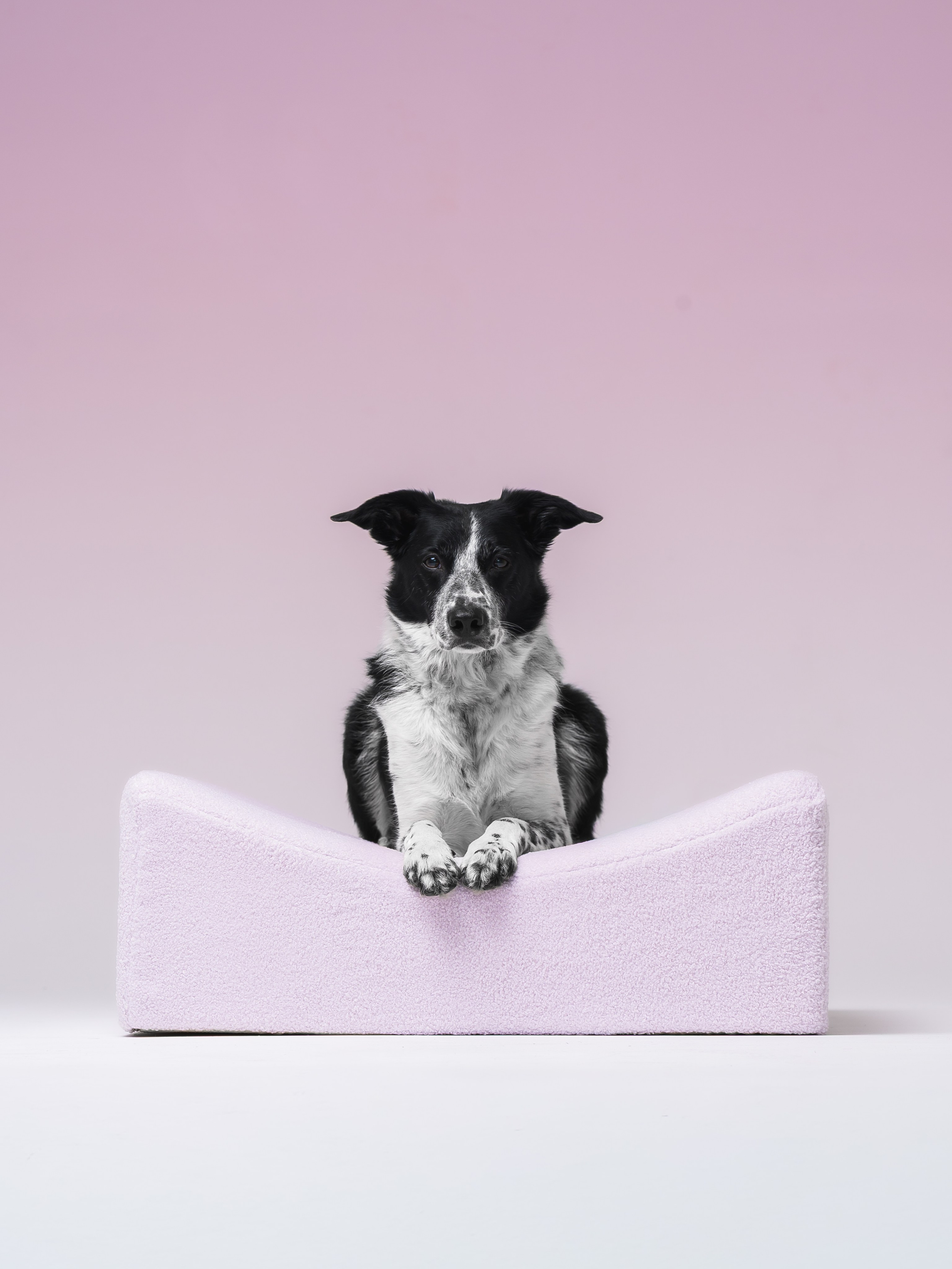 Chilldog. Семейный фотограф анималист Ананьева Мария — Москва