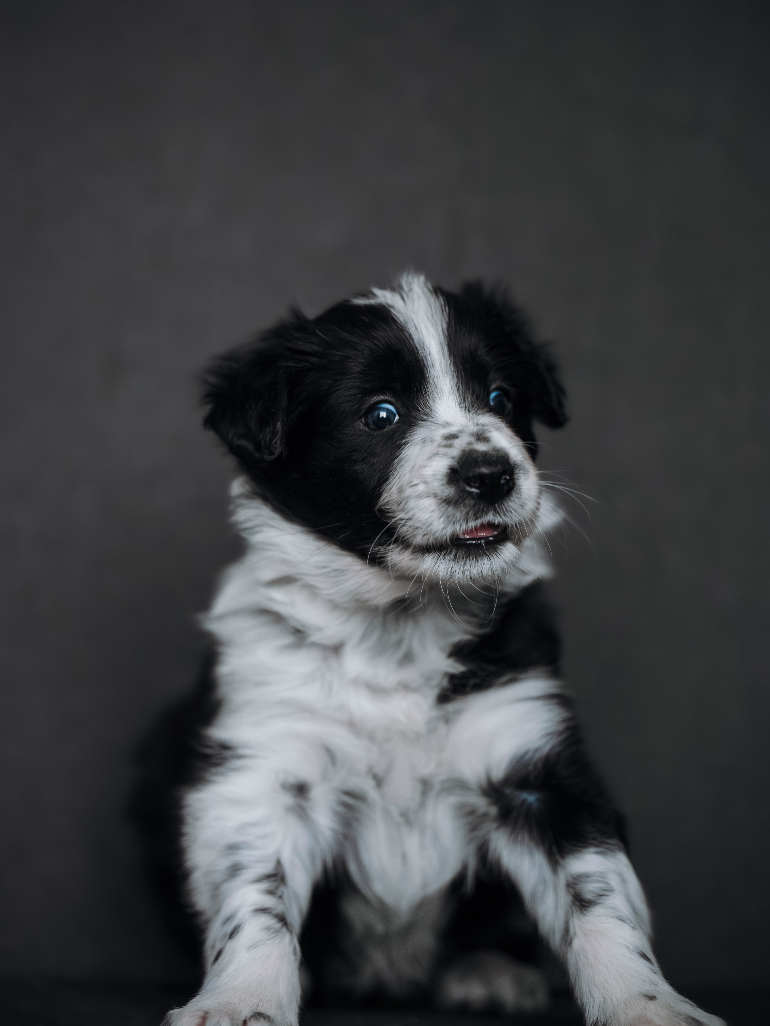 Бордер колли. Семейный фотограф анималист Ананьева Мария — Москва