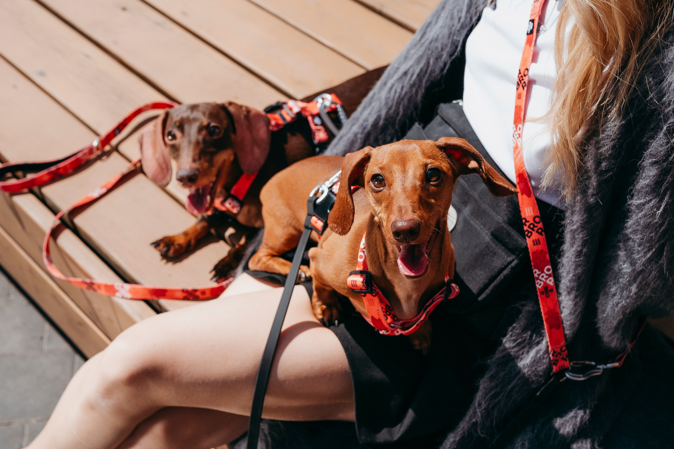 BRRRO. Семейный фотограф анималист Ананьева Мария — Москва