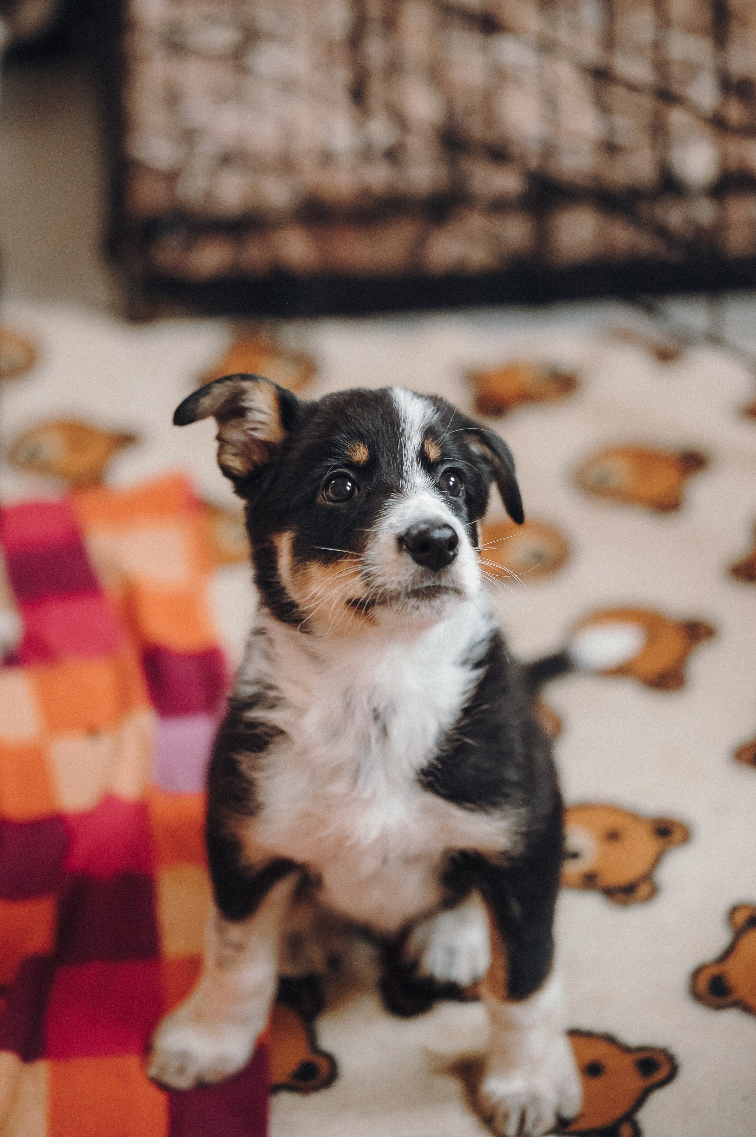 Бордер колли. Семейный фотограф анималист Ананьева Мария — Москва