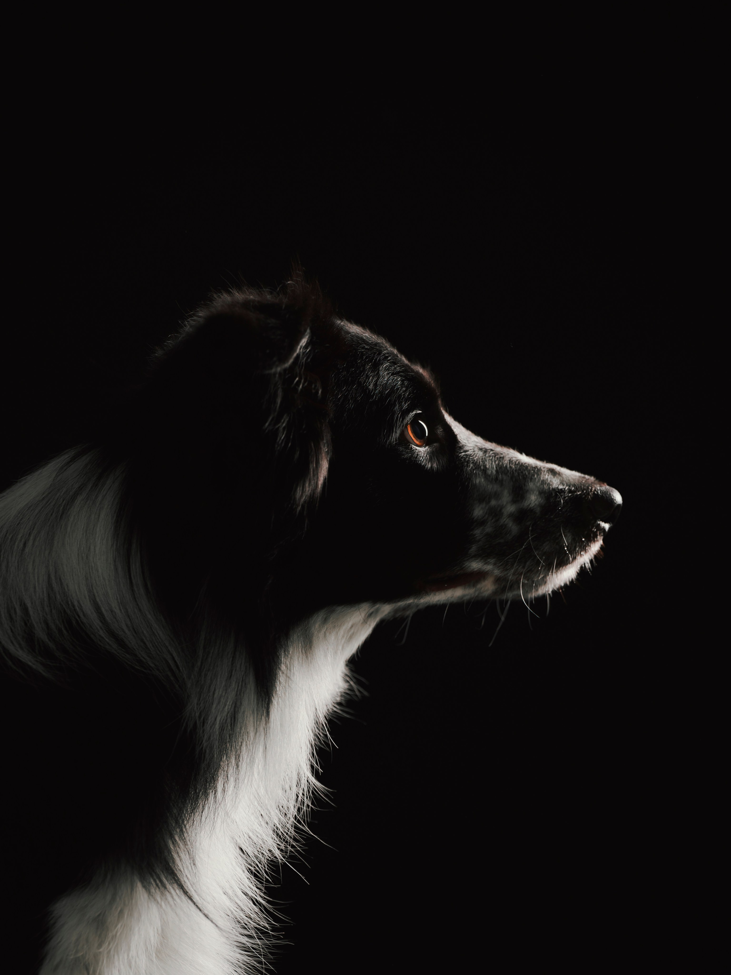 Настя, Рэги и Зена. Семейный фотограф анималист Ананьева Мария — Москва