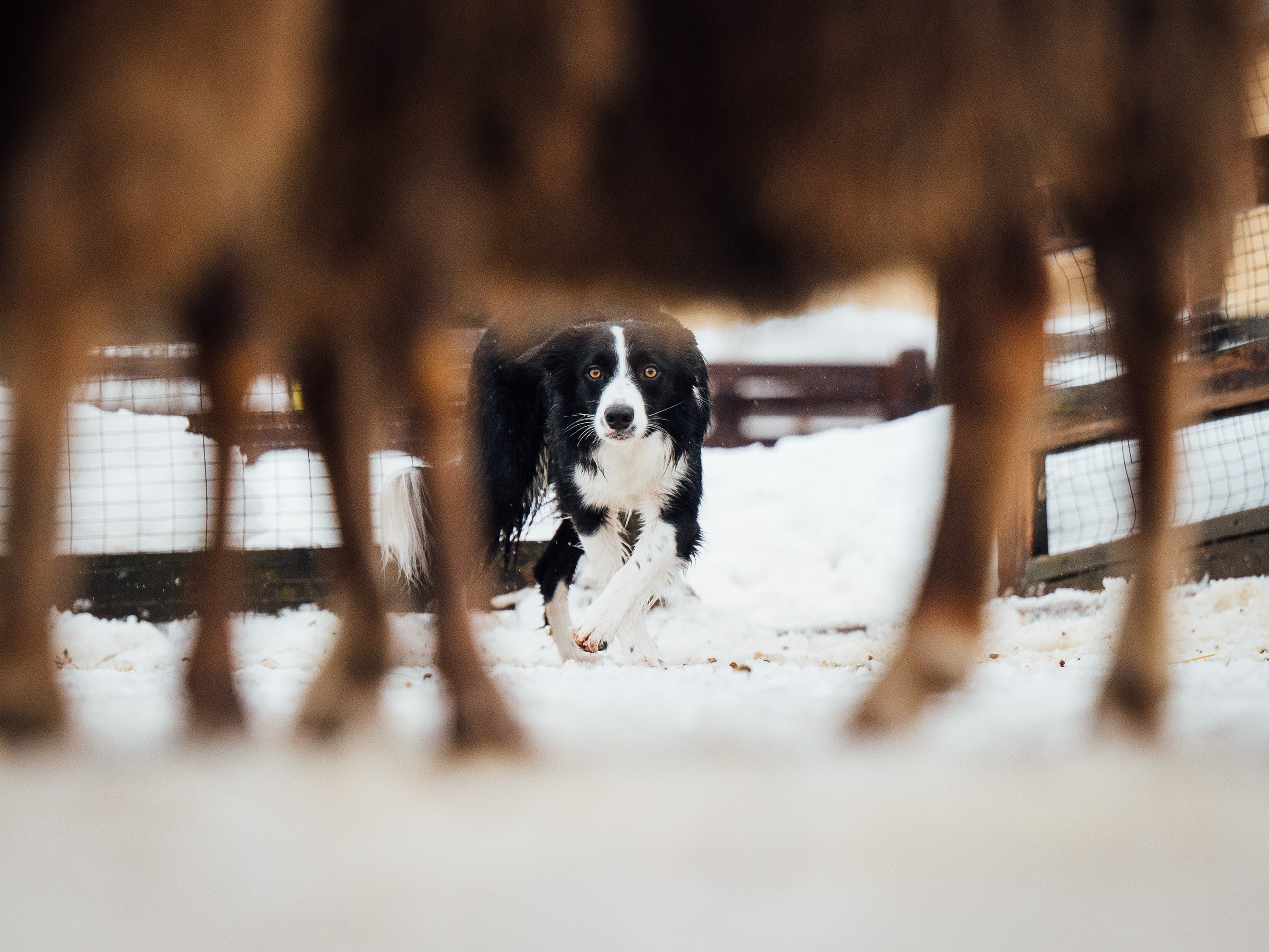 Пастьба. Семейный фотограф анималист Ананьева Мария — Москва