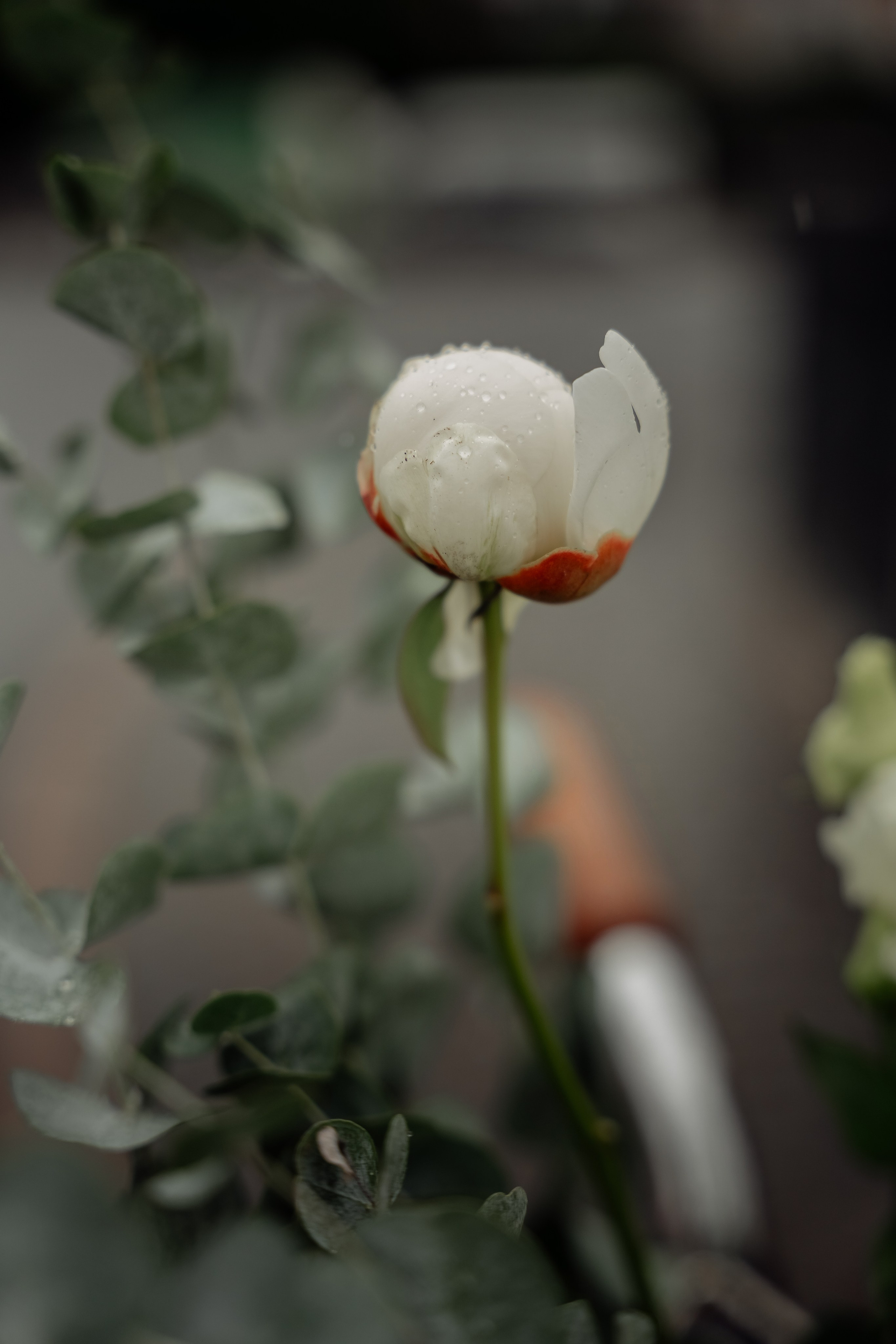 Двое под одним зонтом