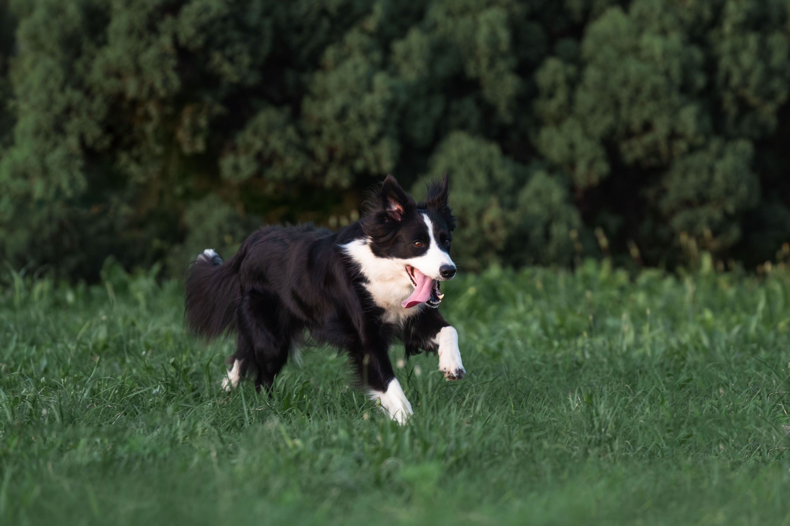 Белград, Калемегдан. Таня и Шегги. Фотограф анималист