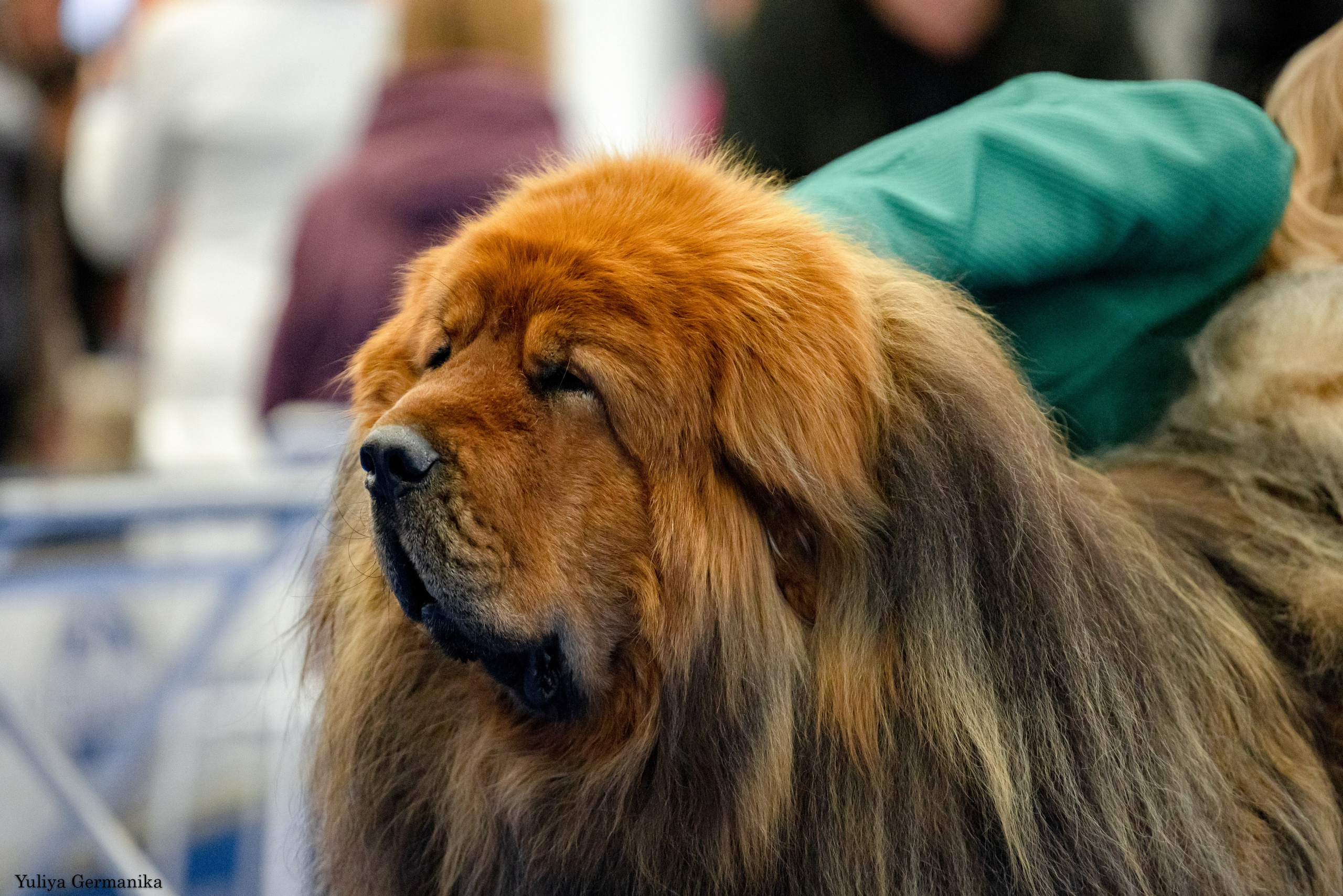 Нижний Новгород 21-22.10.2023. Фотограф-анималист Юлия Германика