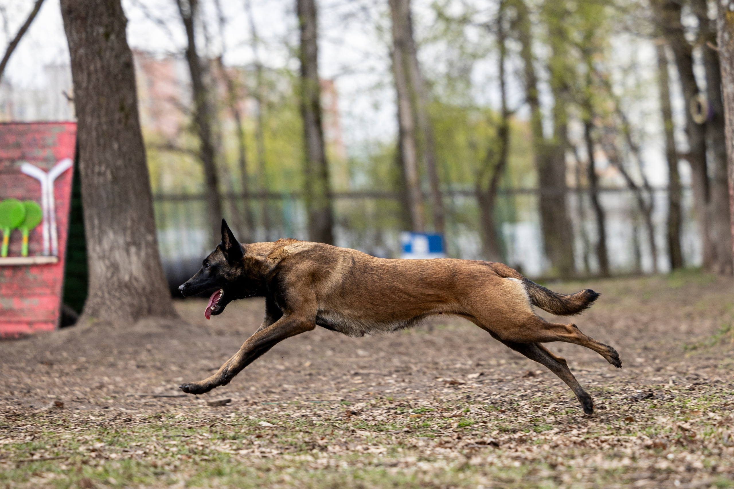 Квалификационные состязания по мондьорингу г. Вологда 11.05.24. Фотограф-анималист Анна Маринич