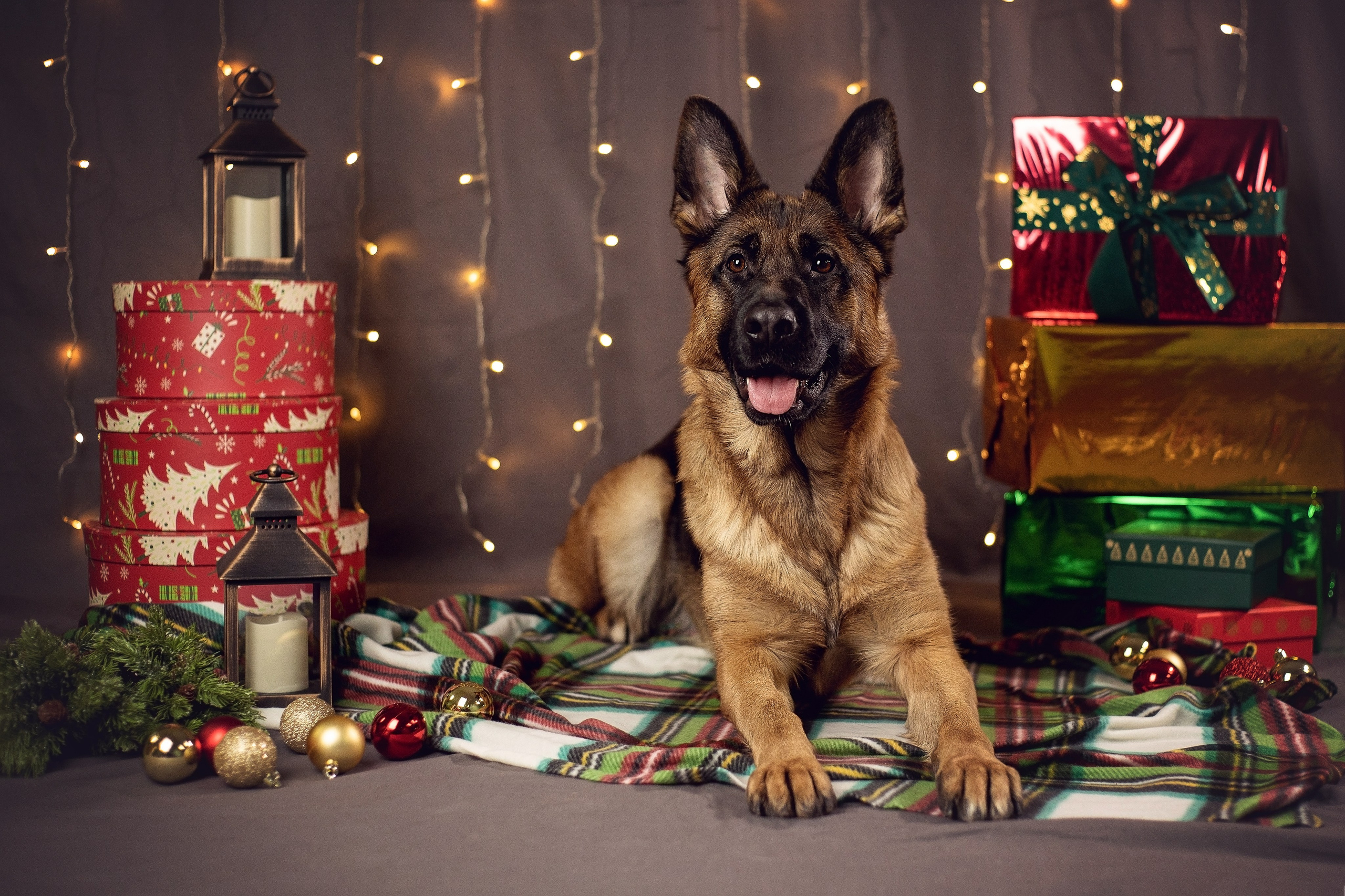 Новогодний. YULA KOLESOVA | Фотограф — Анималист | Художник | Тюмень