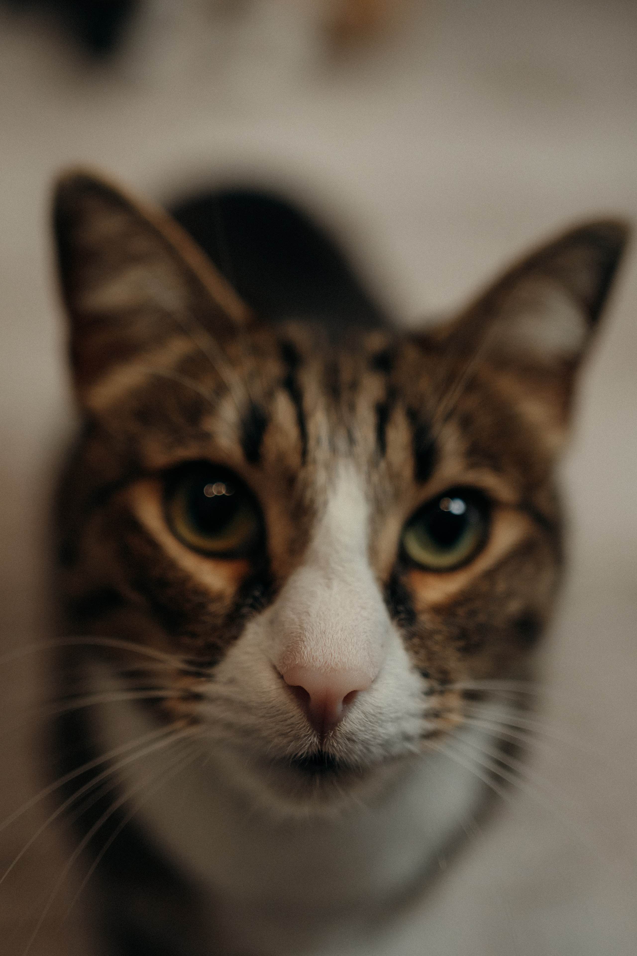 Семейная домашняя фотосъемка в Архангельске и Северодвинске. Портретный и свадебный фотограф в Архангельске Елизавета Стрекаловская