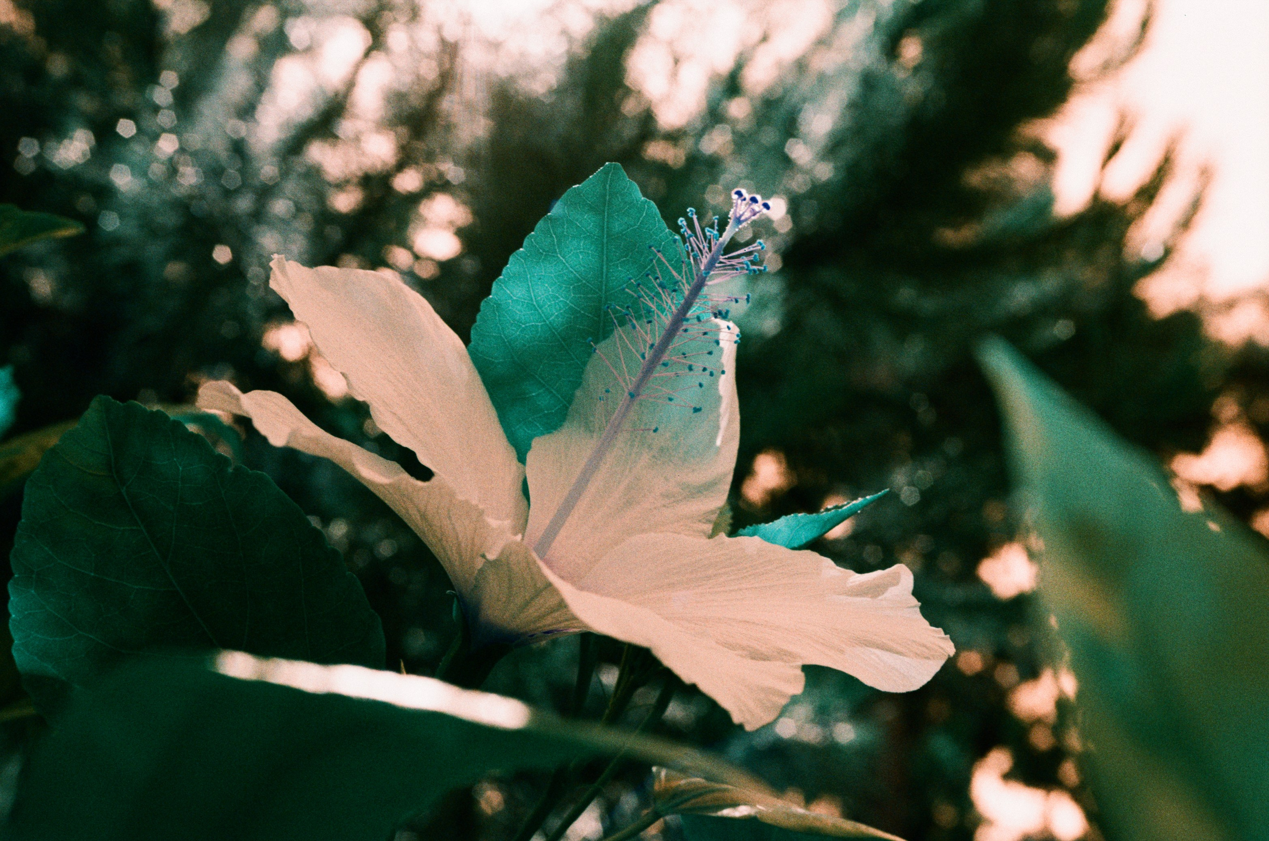 Пленка. Фотограф Елена Лаврова