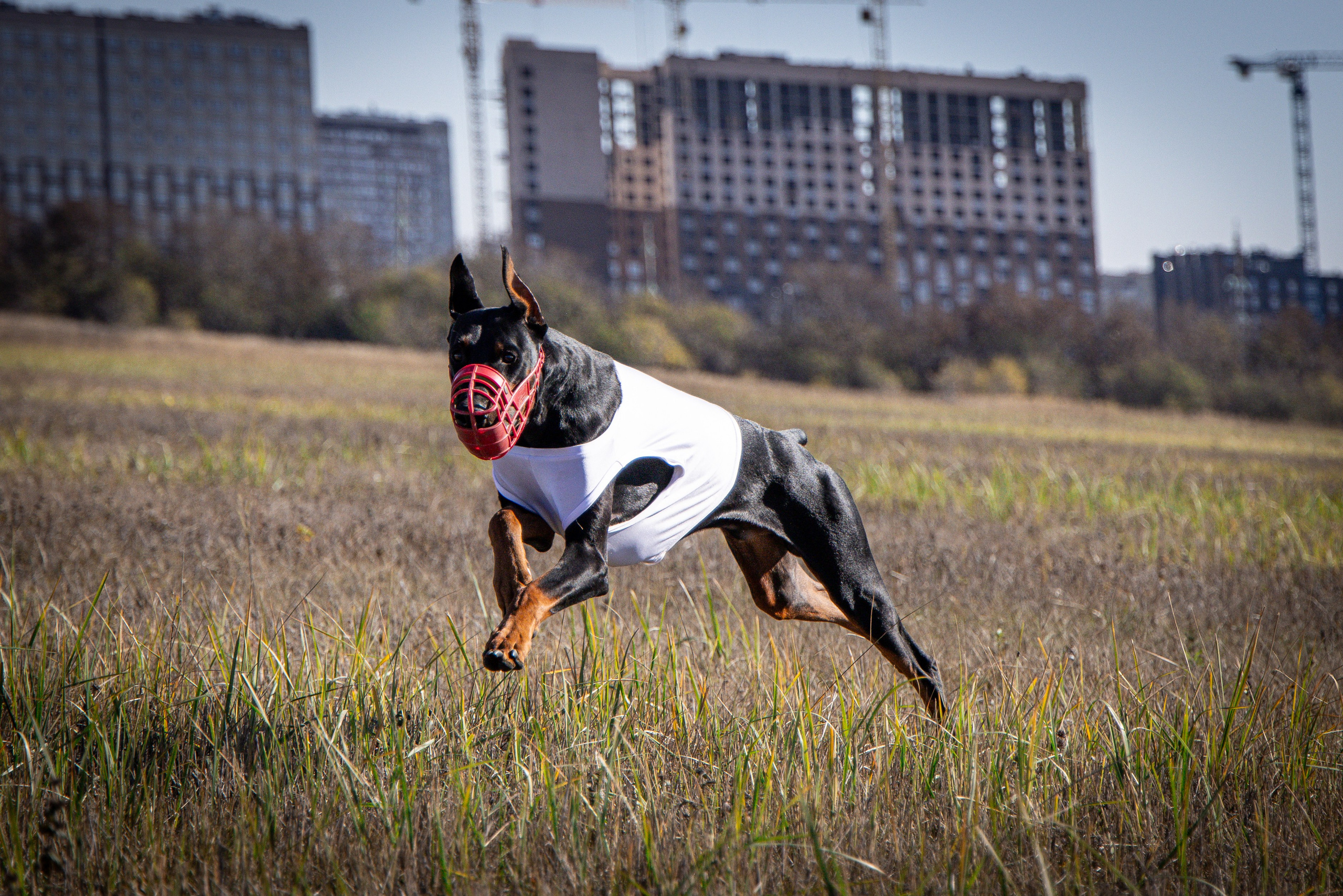 Собаки. Антонина Савельева Фотограф Ставрополь