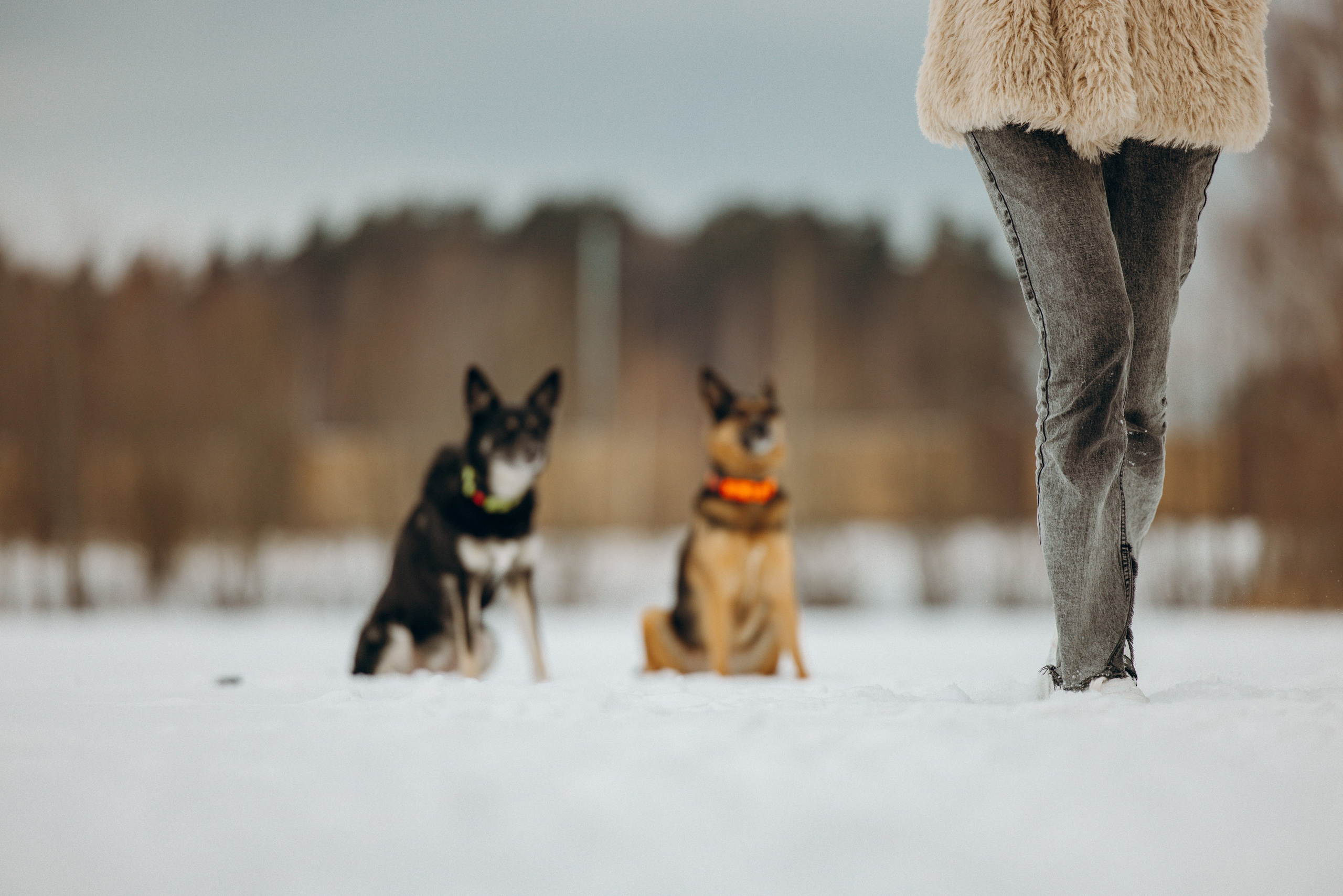Ника, Матиша и Герда. Фотограф-анималист в Москве Лера Черноног